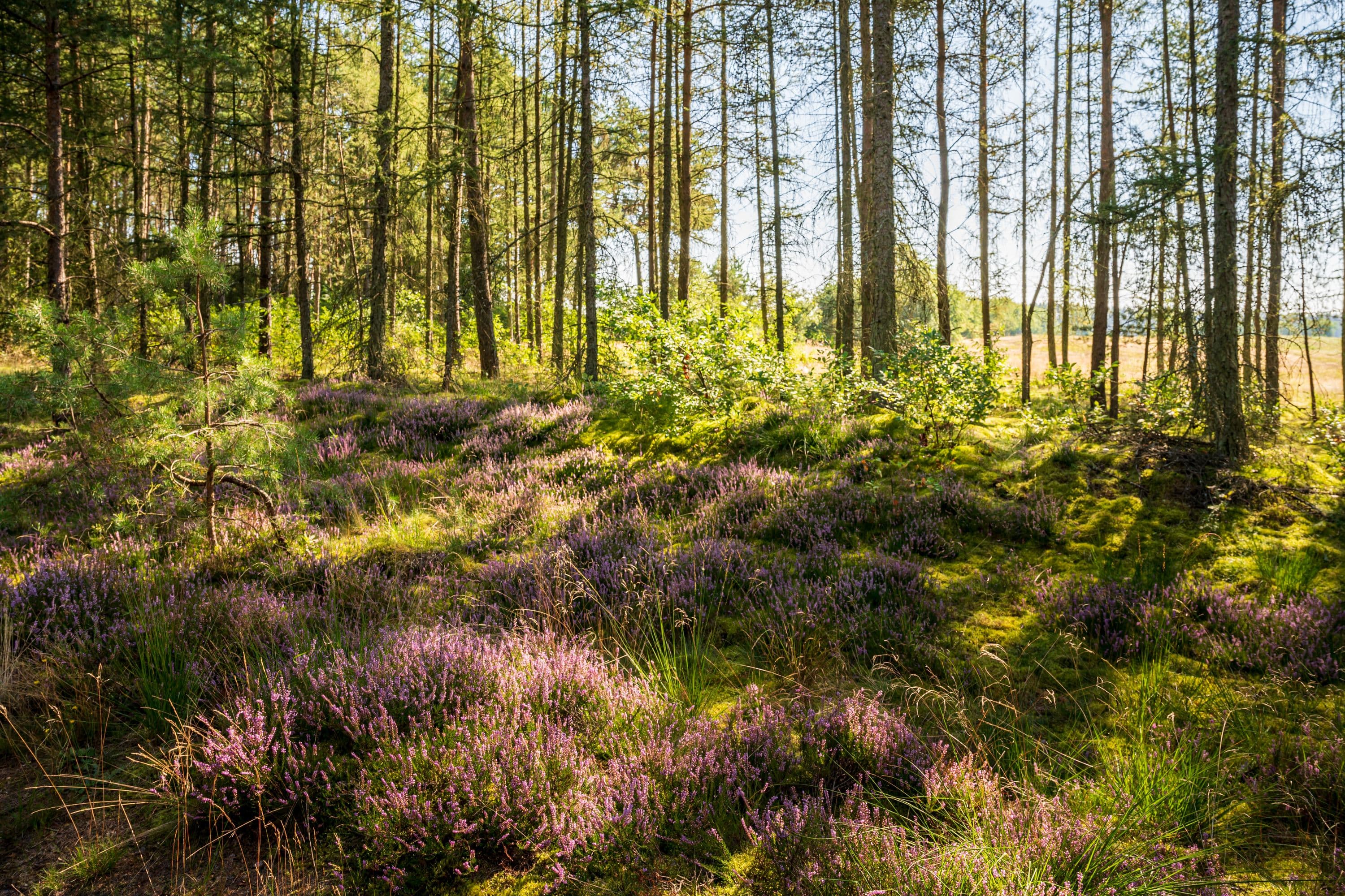 Heide wächst am Wegesrand