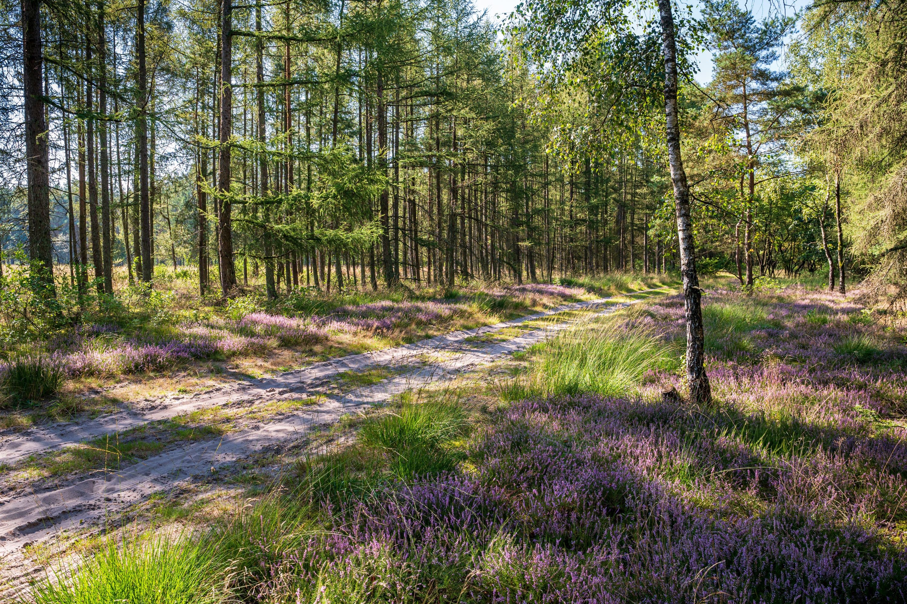 Wandern auf schmalen Wegen durch idyllische Wälder