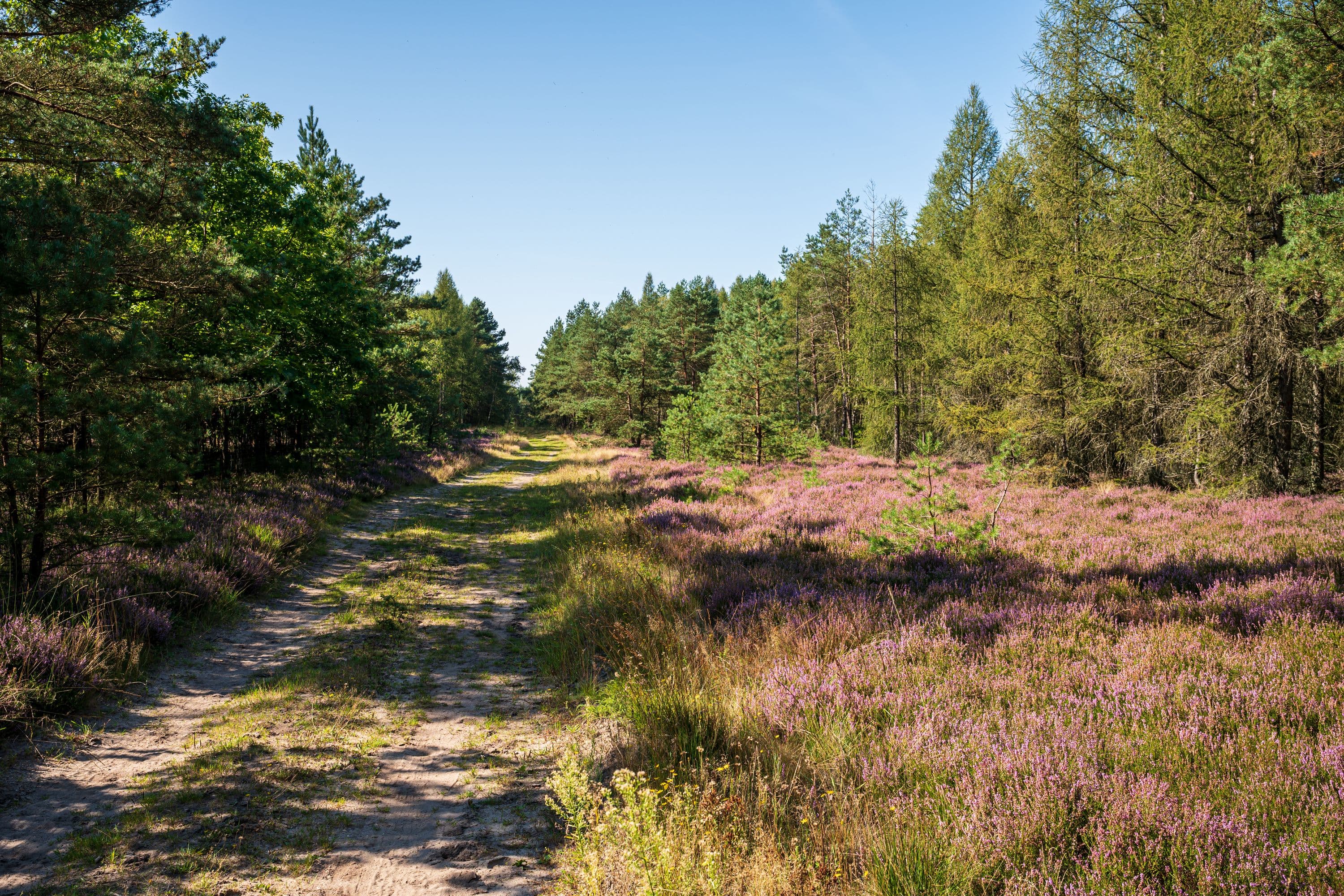 Waldweg mit blühender Heide am Wegesrand