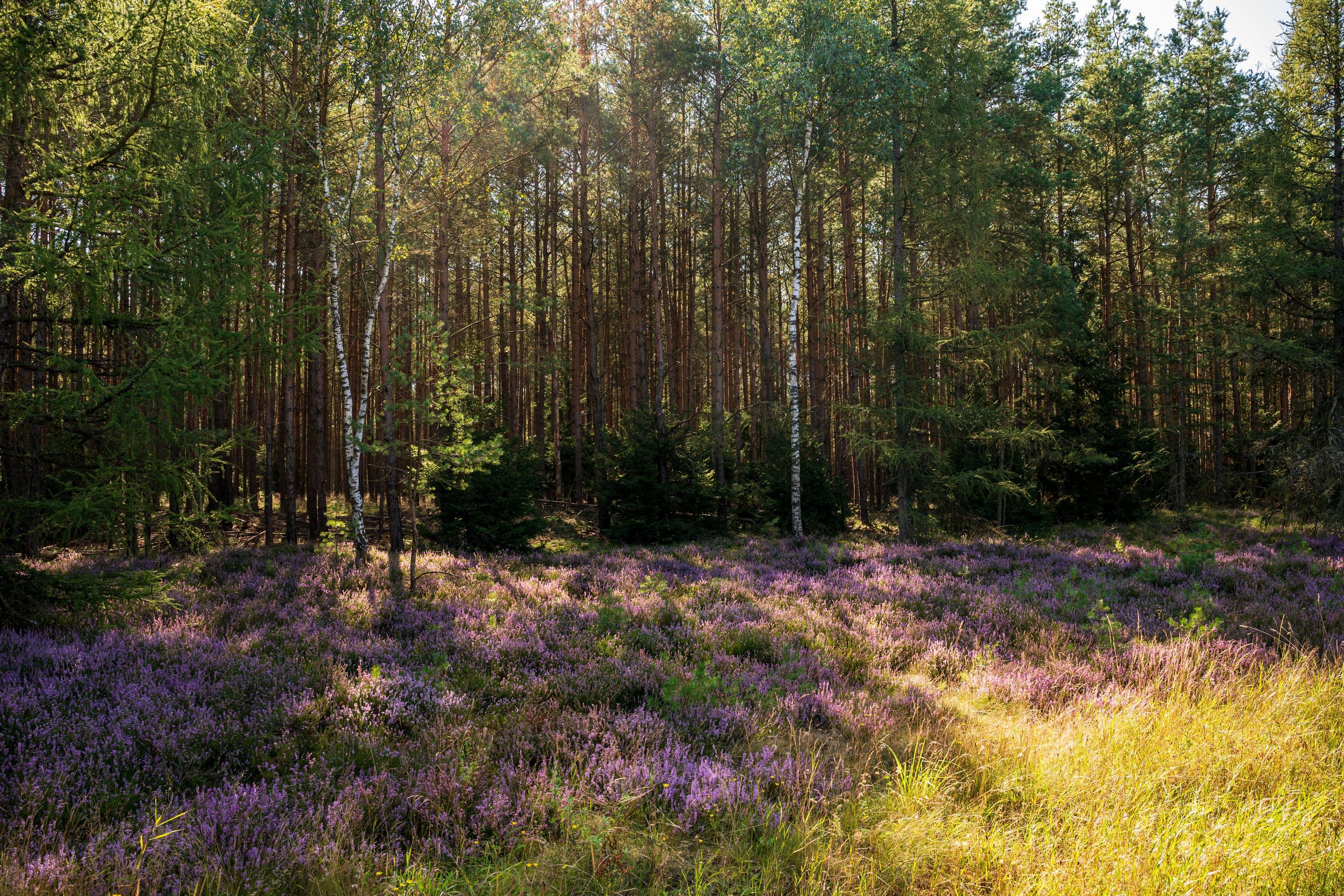 Wandern durch dichte Waldgebiete der Lüneburger Heide