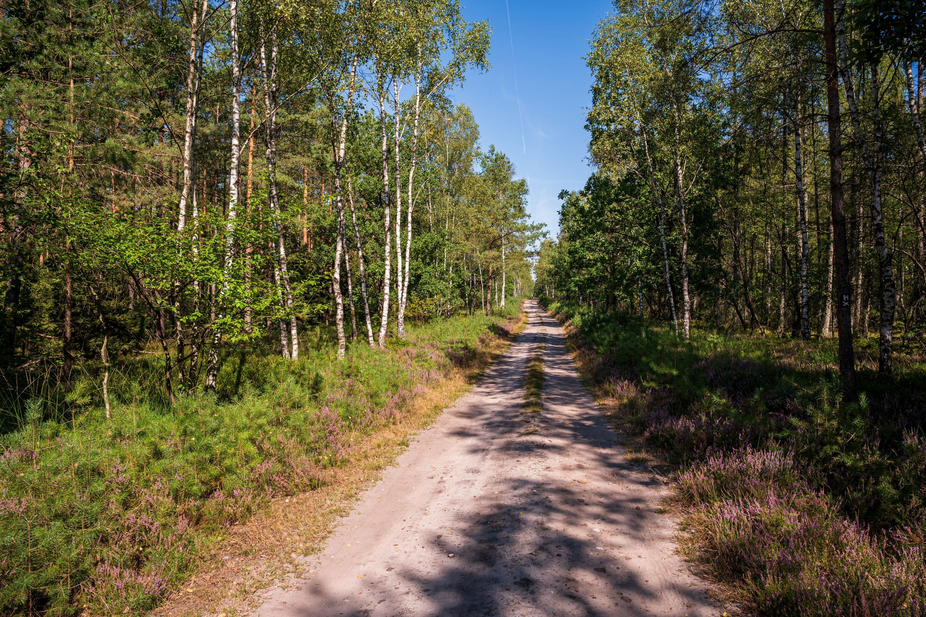 Wandern durch dichte Waldgebiete der Lüneburger Heide