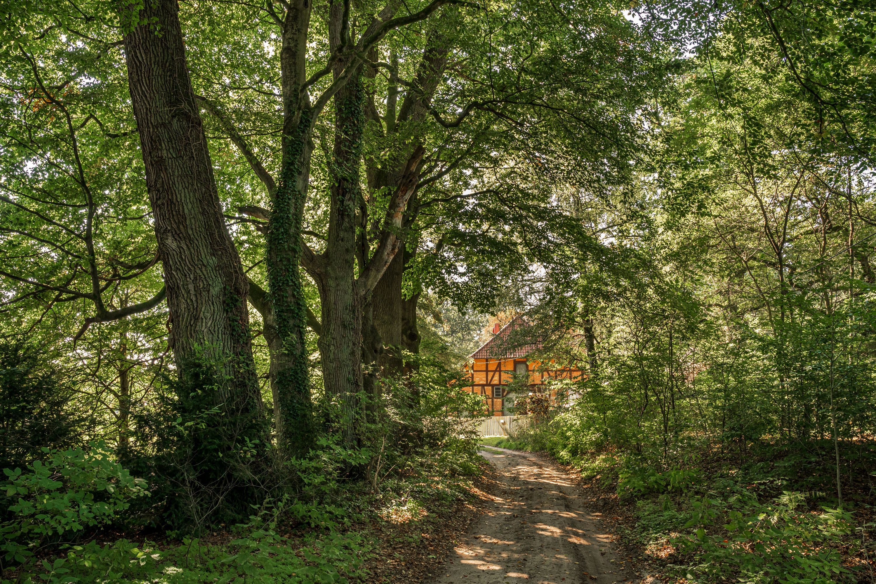 Wanderweg zum Forsthaus Kohlenbach