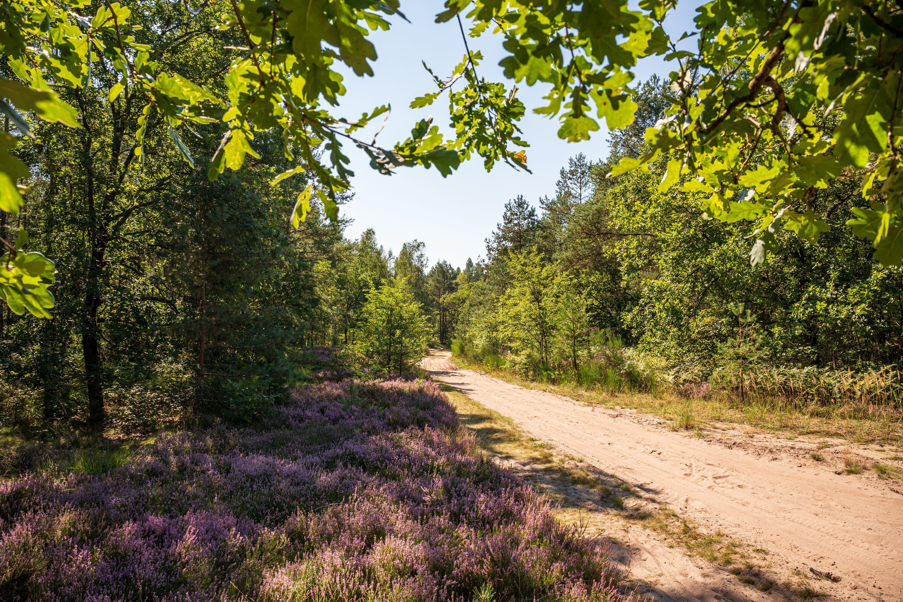 wandern durch den Wald entlang blühender Heidesträucher