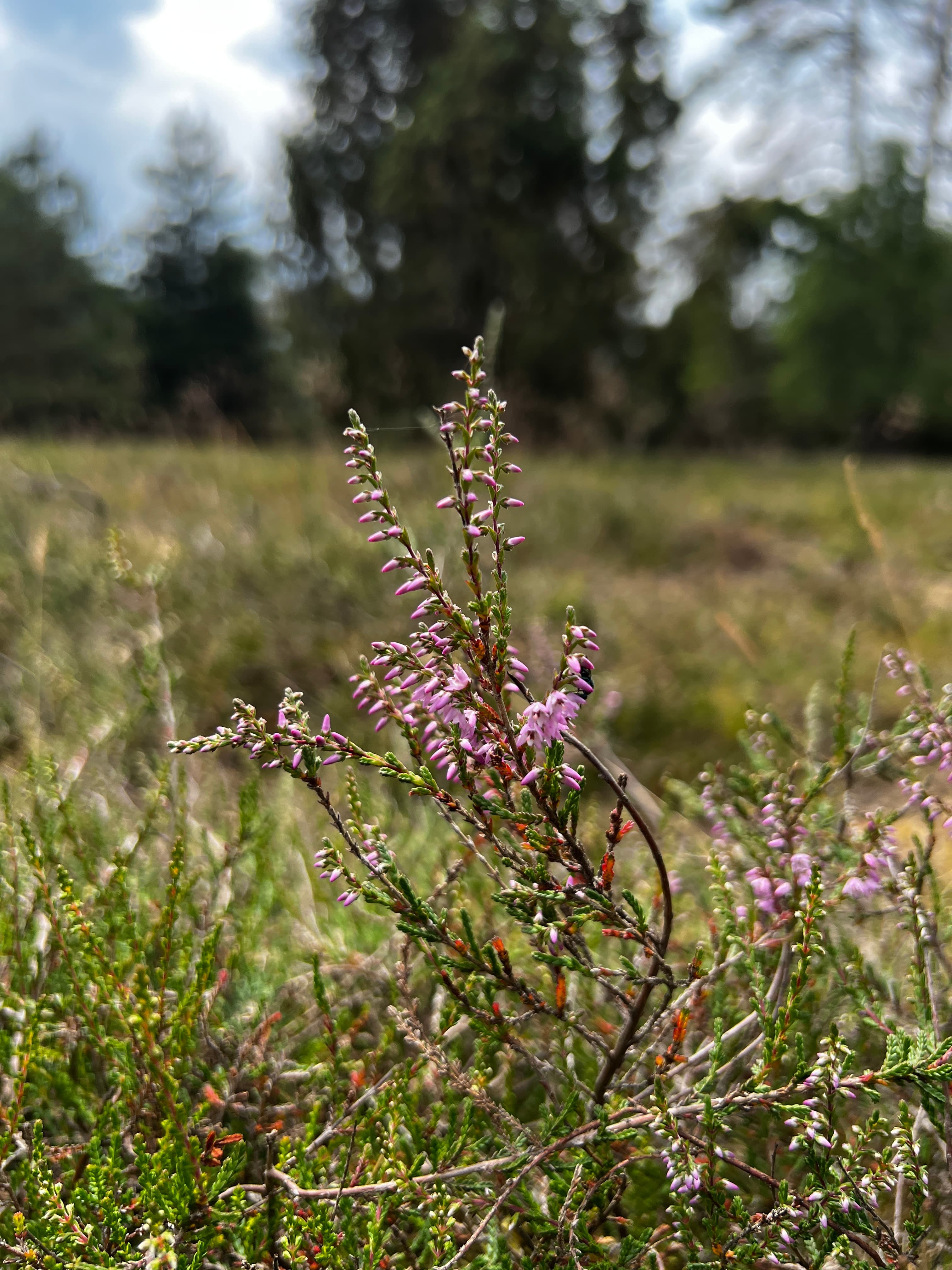 eine lila bluehende heidepflanze in der heidefläche misselhorner heide