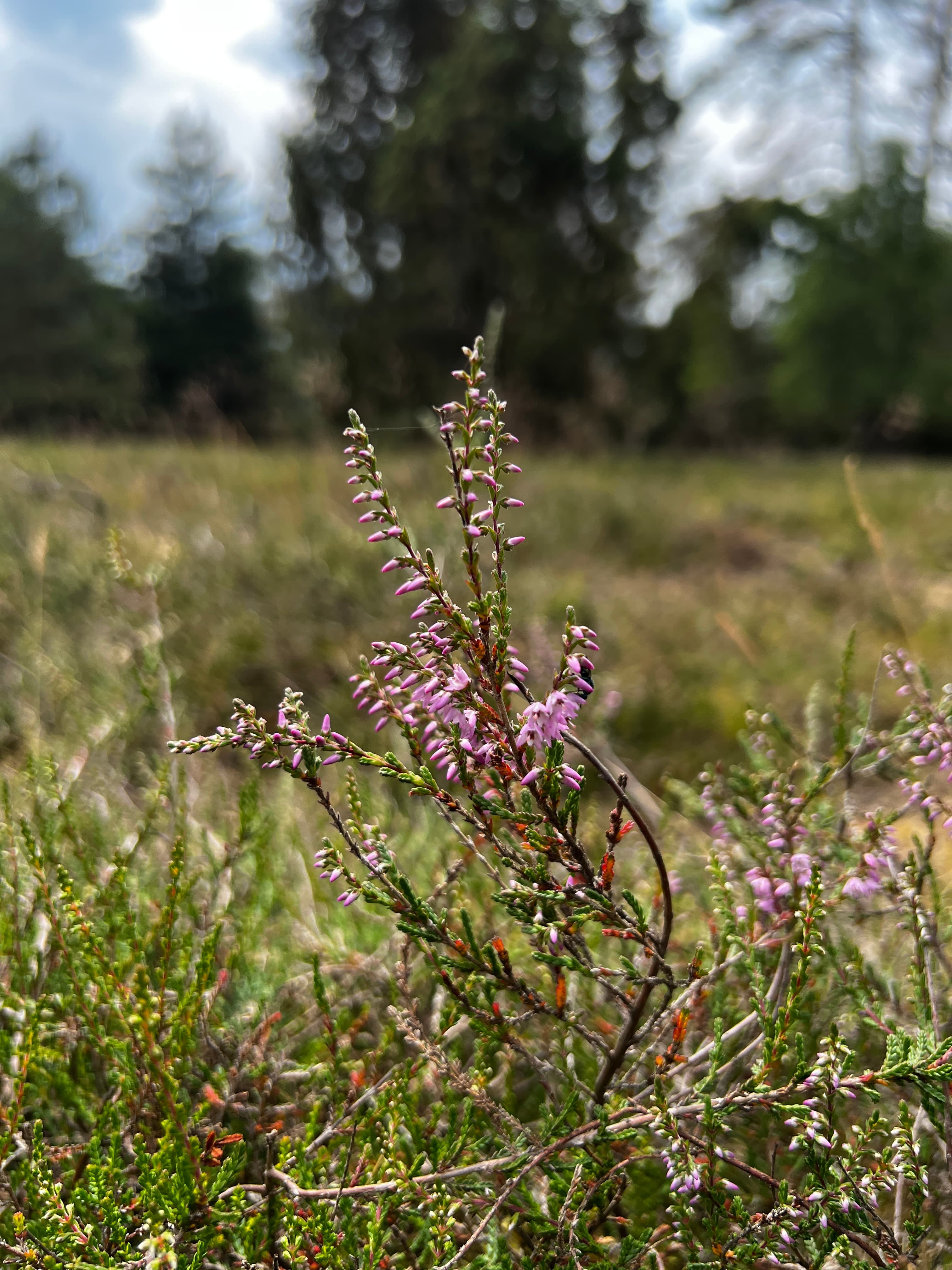 Erste blühende Heide der Misselhorner Heidefläche