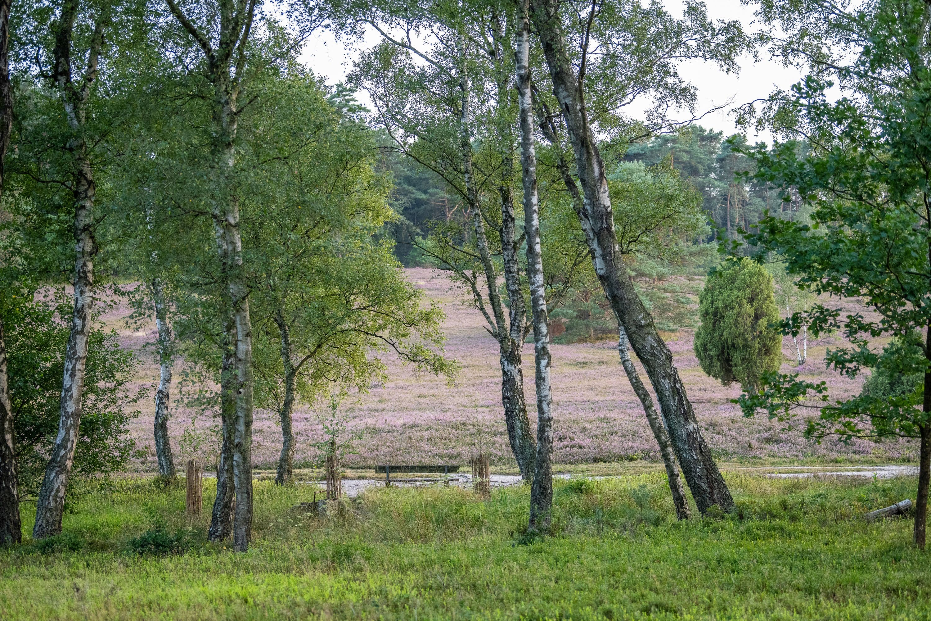Büsenbachtal Handeloh Birken Bank