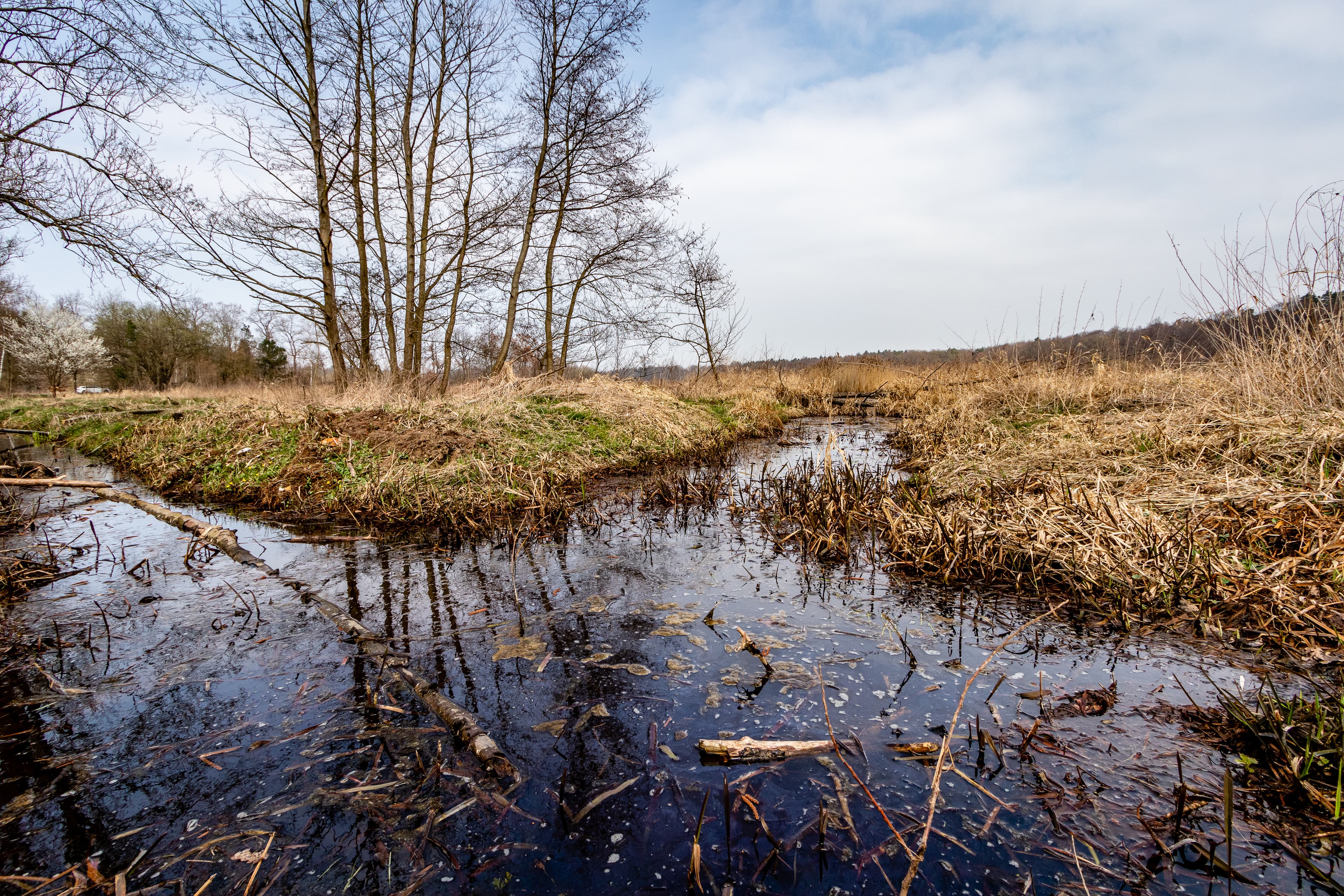 Die Teufelsbrücke ist von Moor umgeben