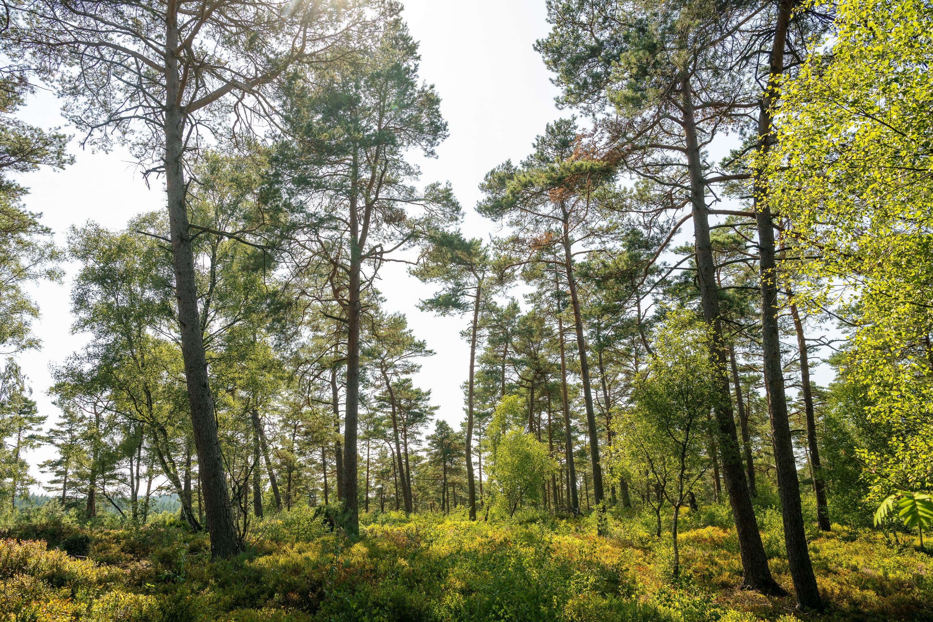 Brunsberg Sprötze Wald Lüneburger Heide