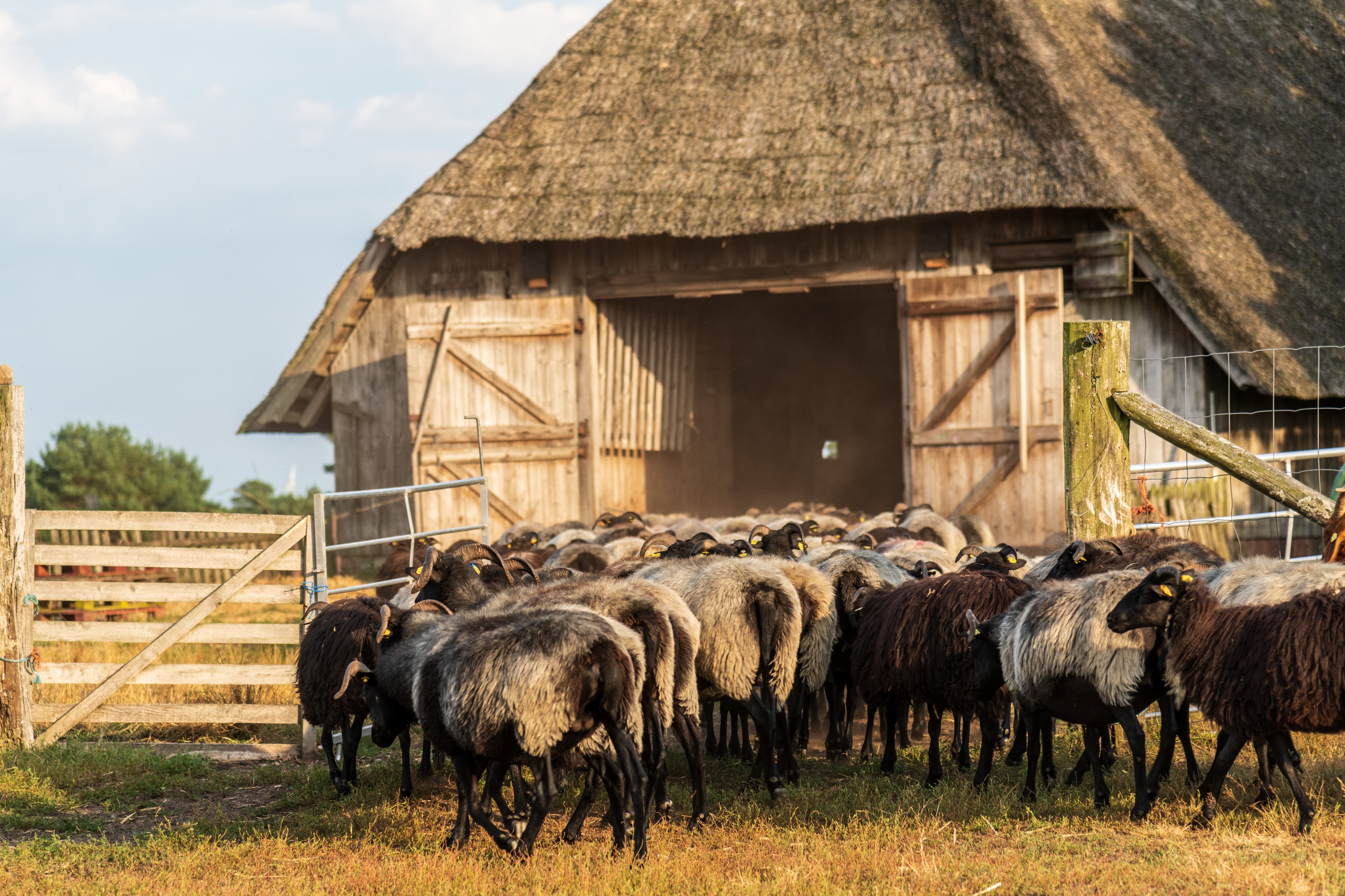 Undeloh Undeloher Heide Heidschnucken Schafstall