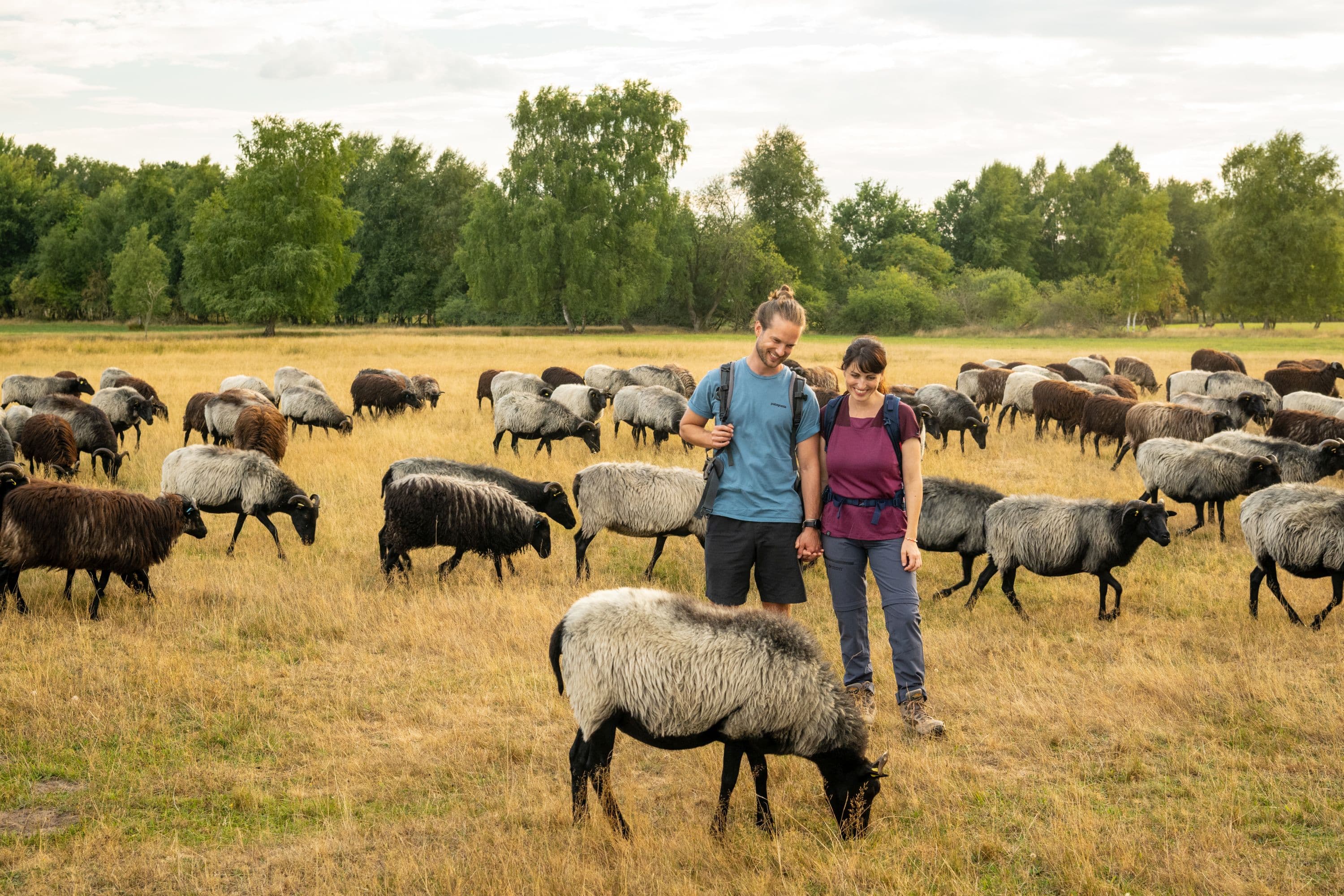 manchmal sieht man heidschnucken im pietzmoor
