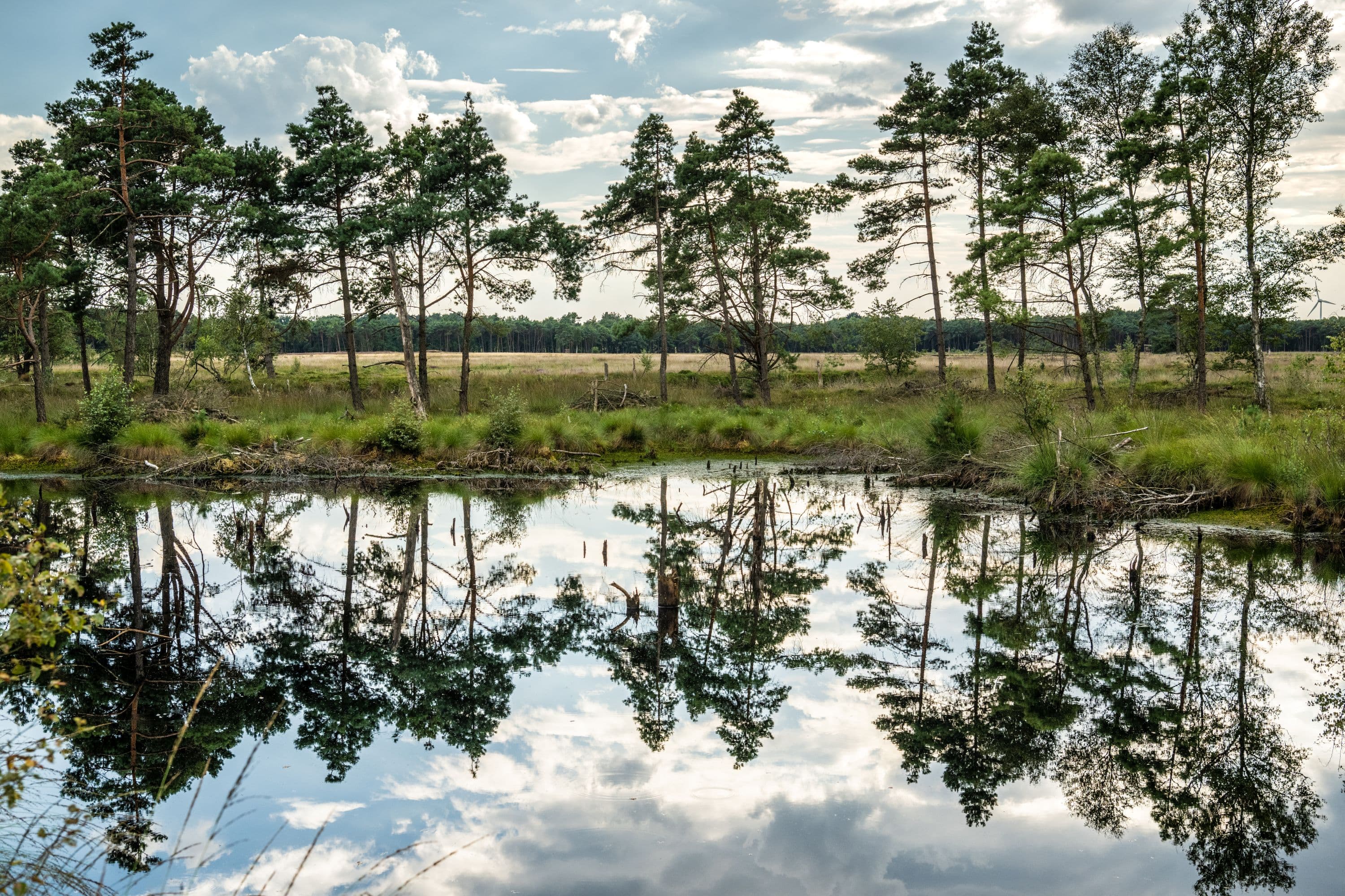 Schneverdingen: Pietzmoor, unimproved grassland, Osterheide sites of natural beauty (22 km bike tour)