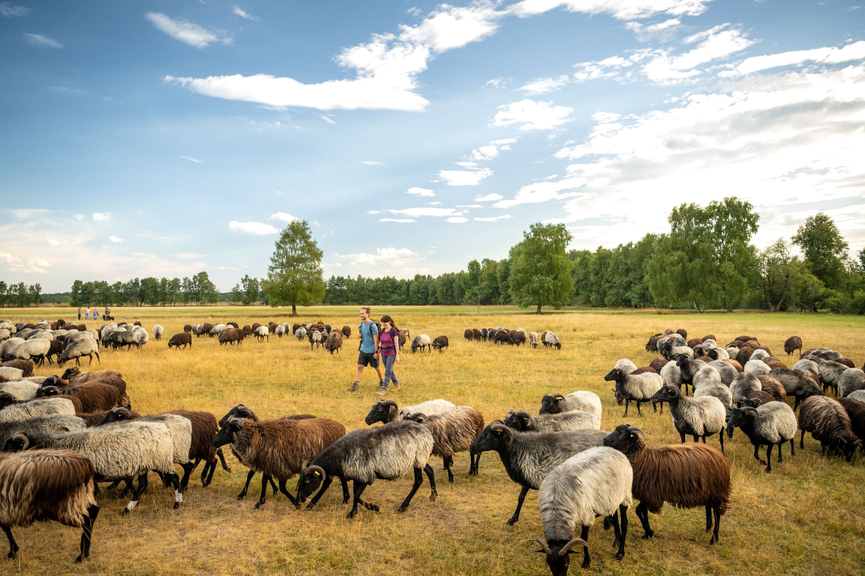 Heidschnuckenherde im Pietzmoor bei der Wanderung getroffen