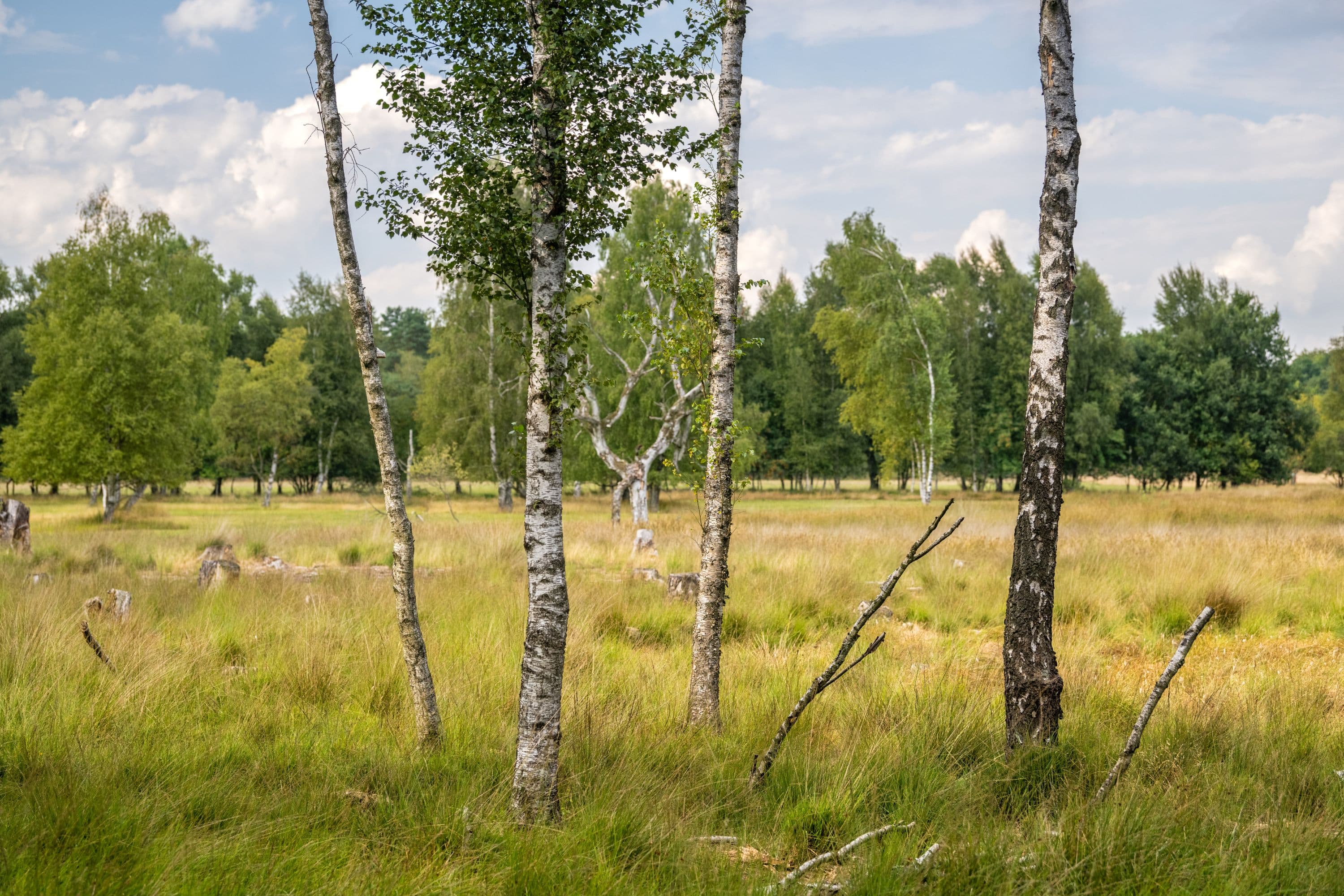 Pietzmoor Schneverdingen Rundweg