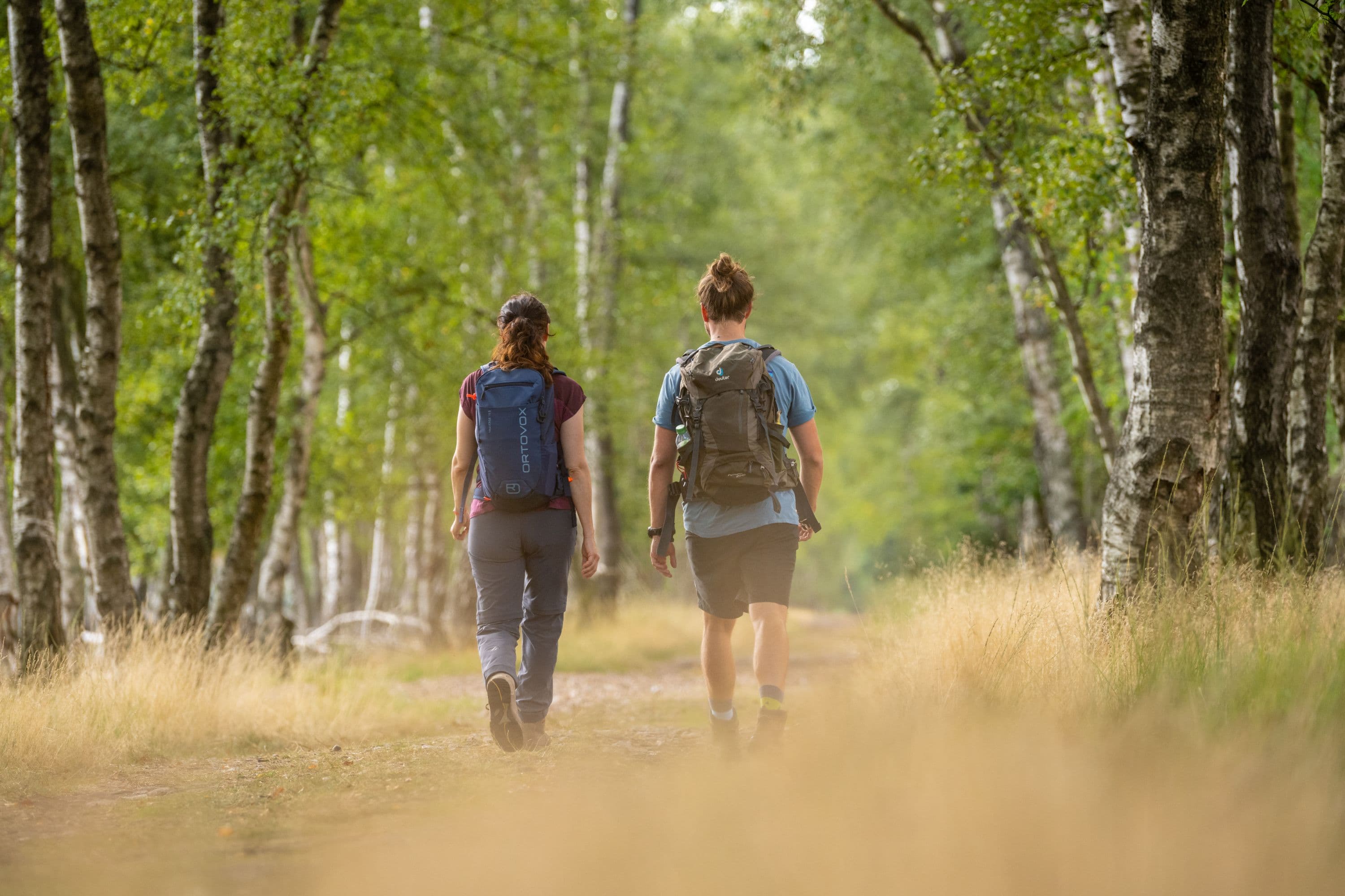 Pietzmoor Schneverdingen Wandern