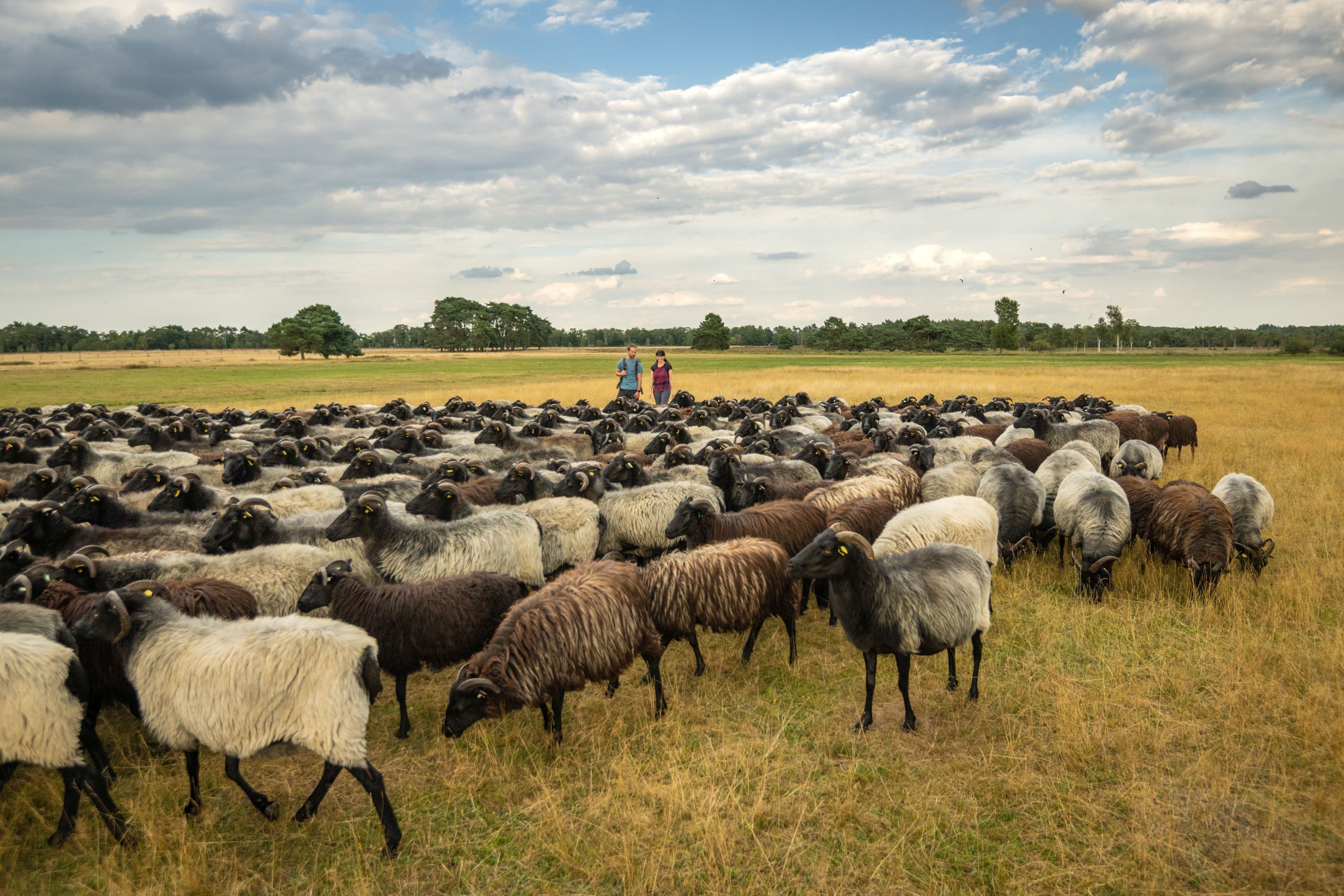 Pietzmoor Schneverdingen Heidschnuckenherde Wanderer