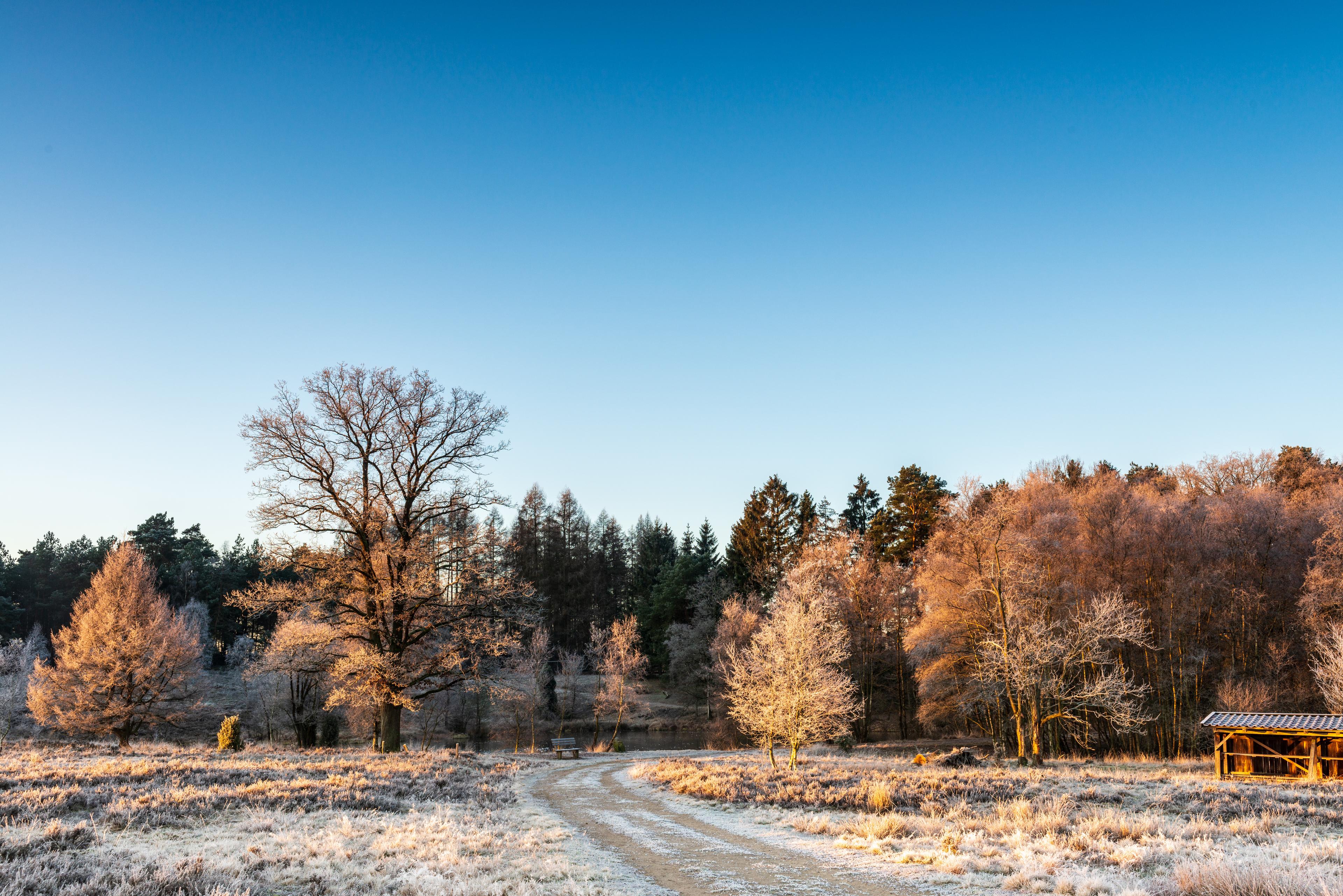 Undeloh Weseler Heide im Winter