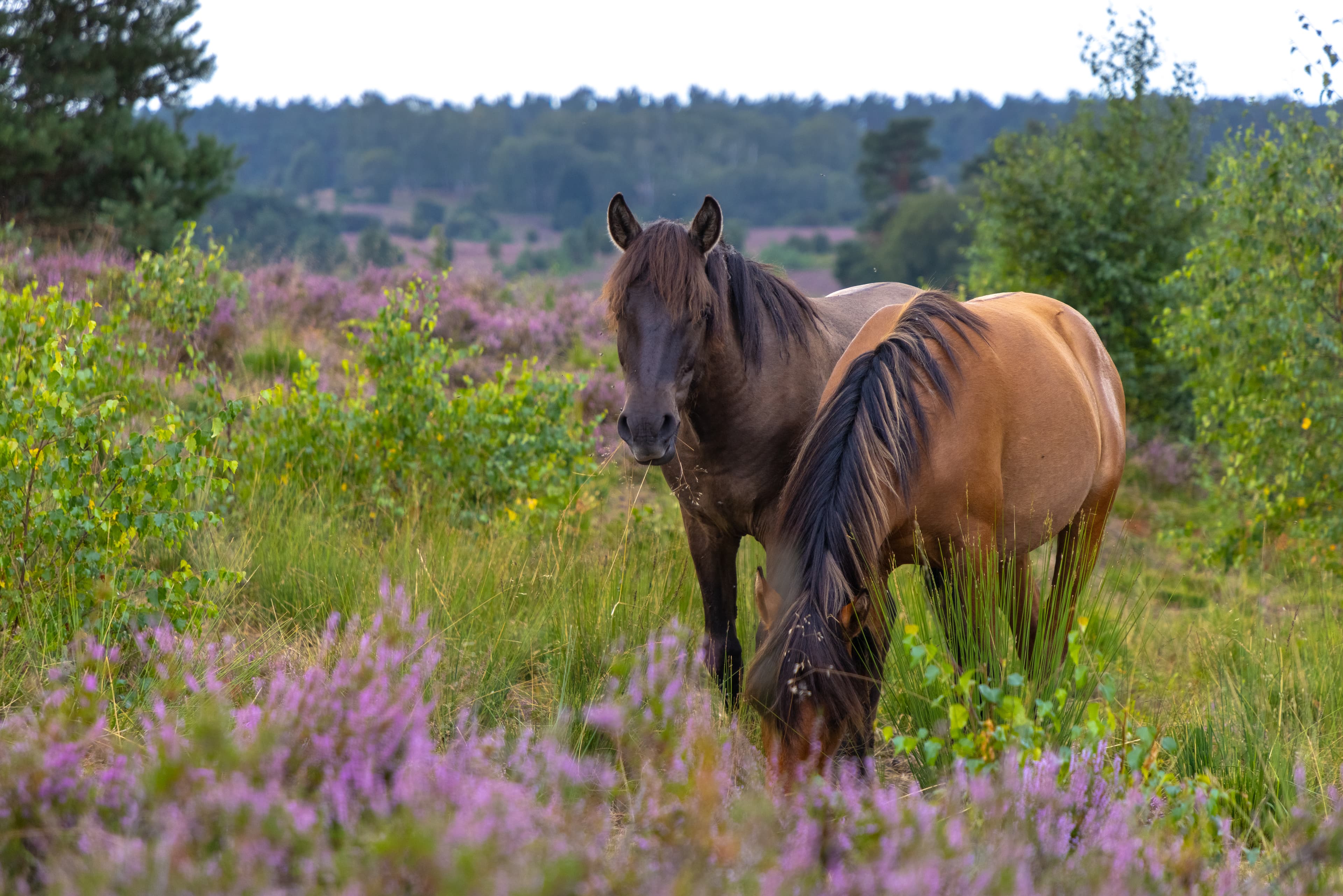 Dülmener Pferde im Radenbachtal in Undeloh