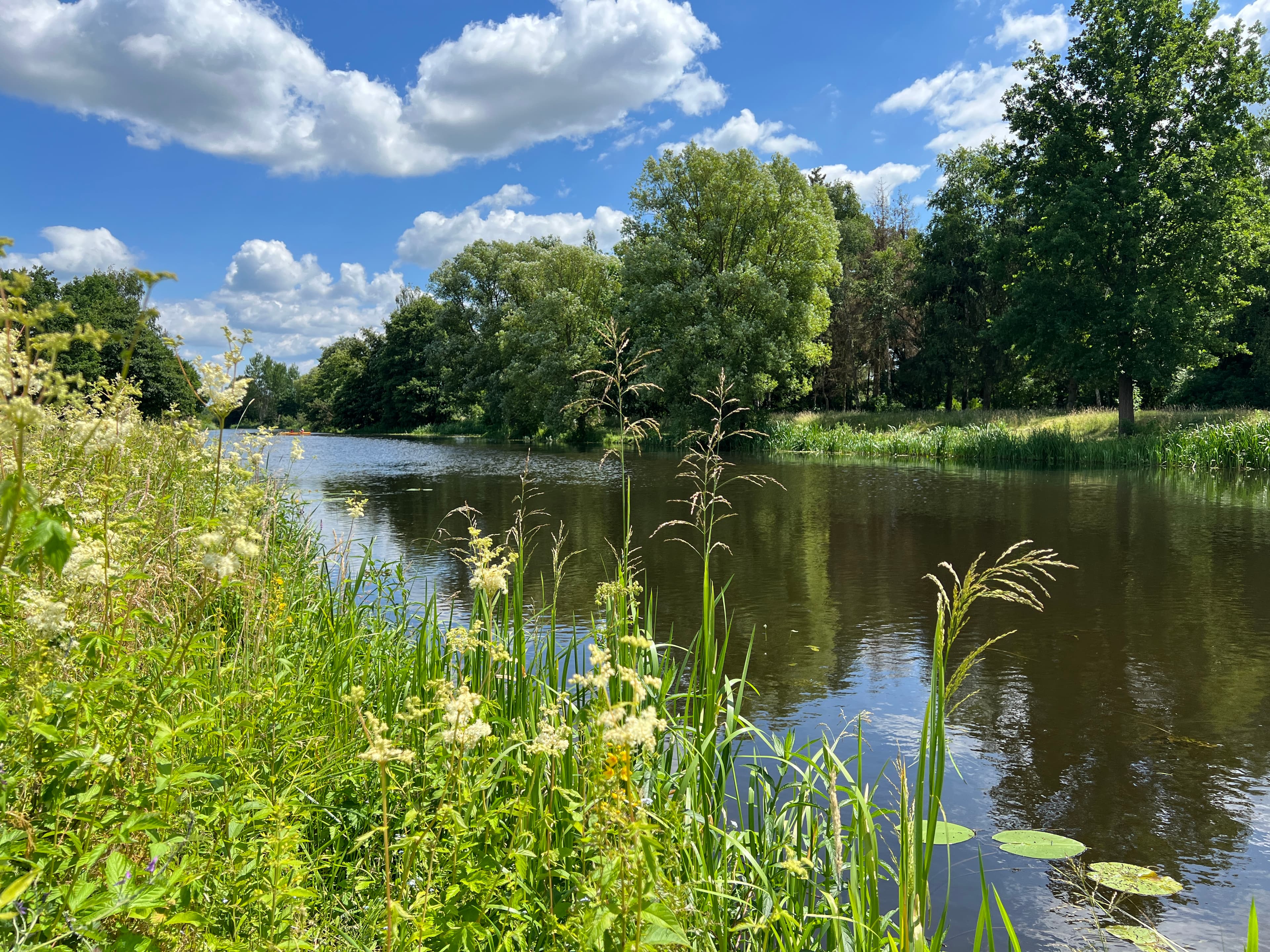 Die Aller im Bereich Allerparadies Langlingen