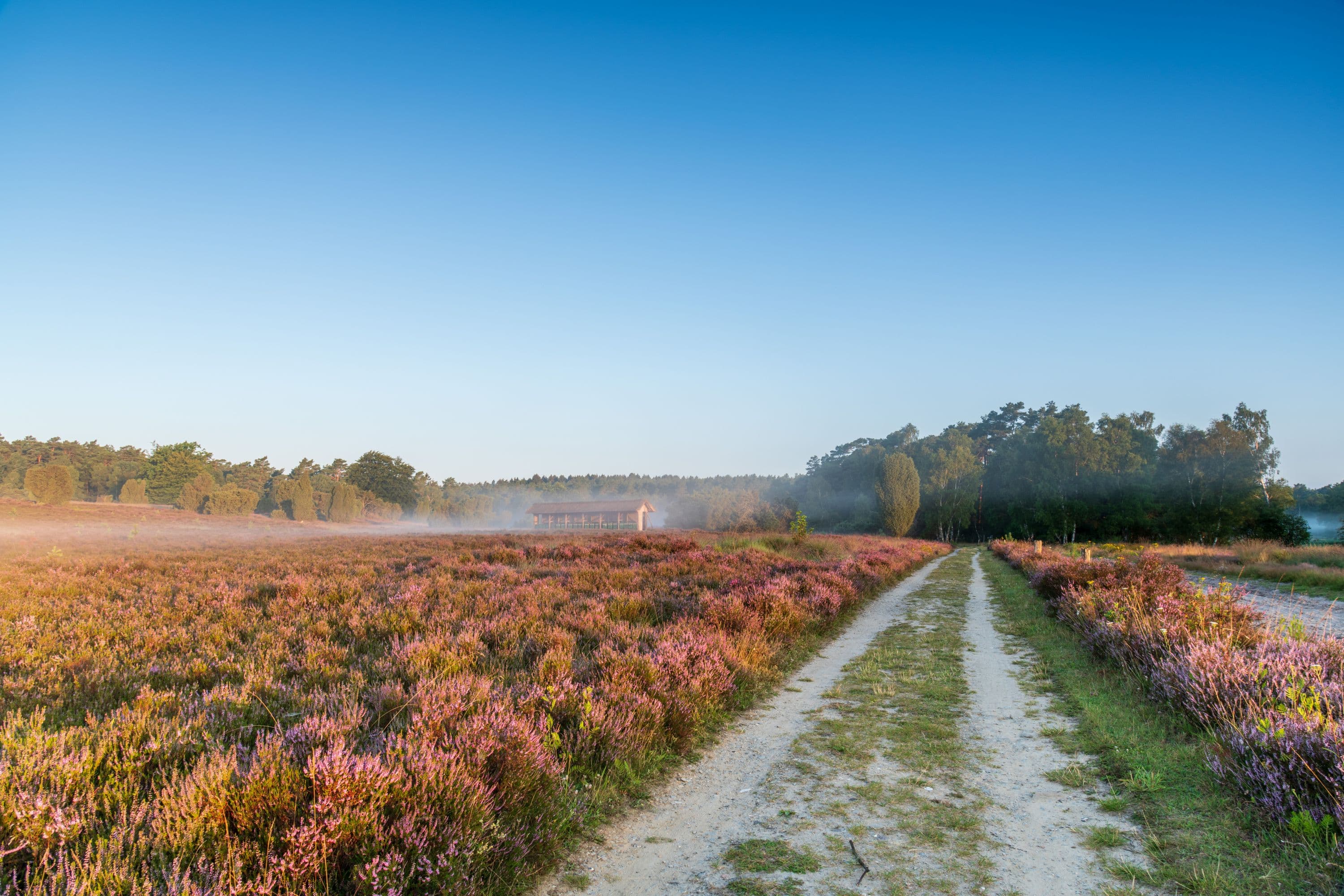 Undeloher Heide nebliger Morgen