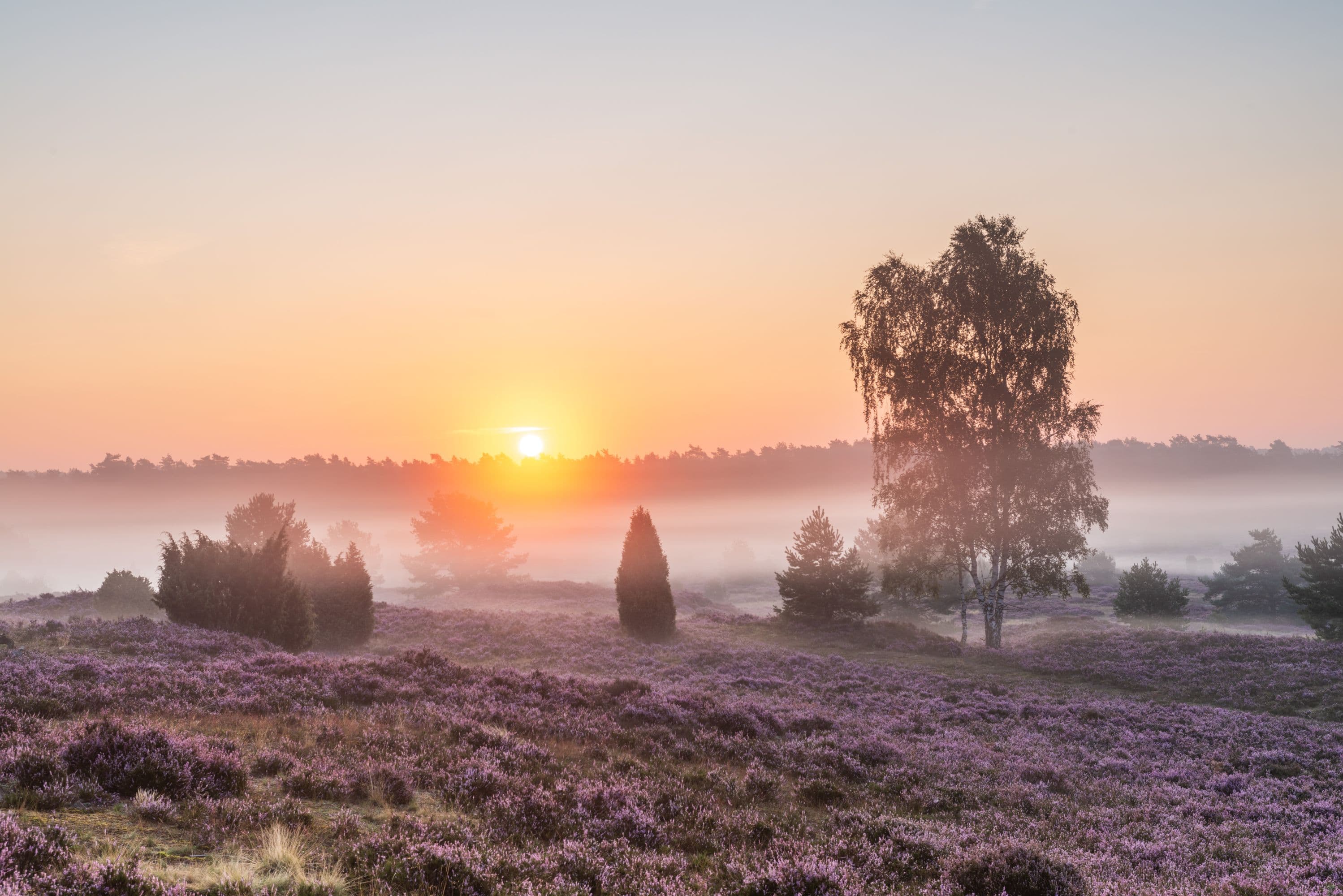 Undeloher Heide Heidebluete Rundweg Sonnenaufgang