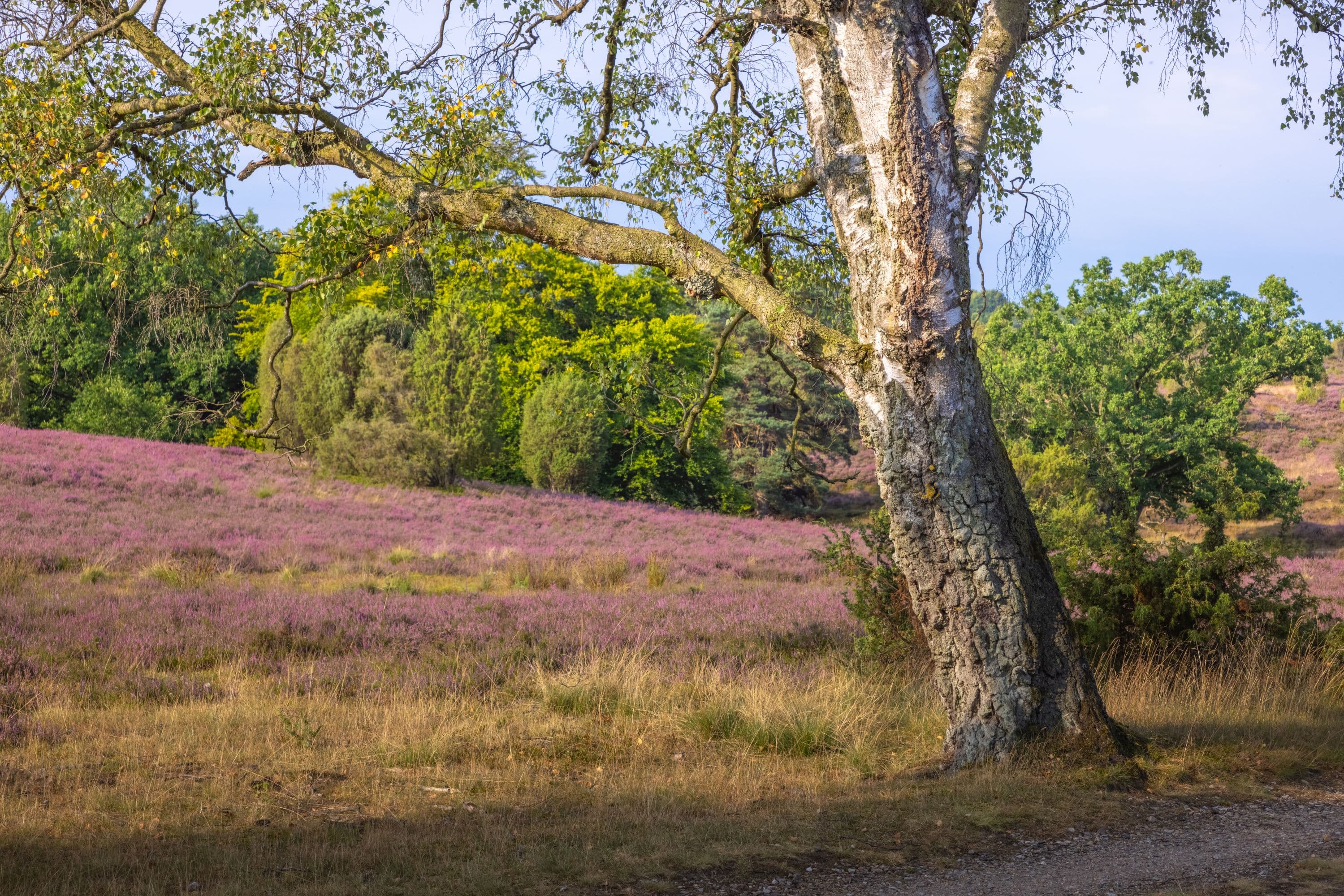 Döhler Heide Döhle Lüneburger Heide