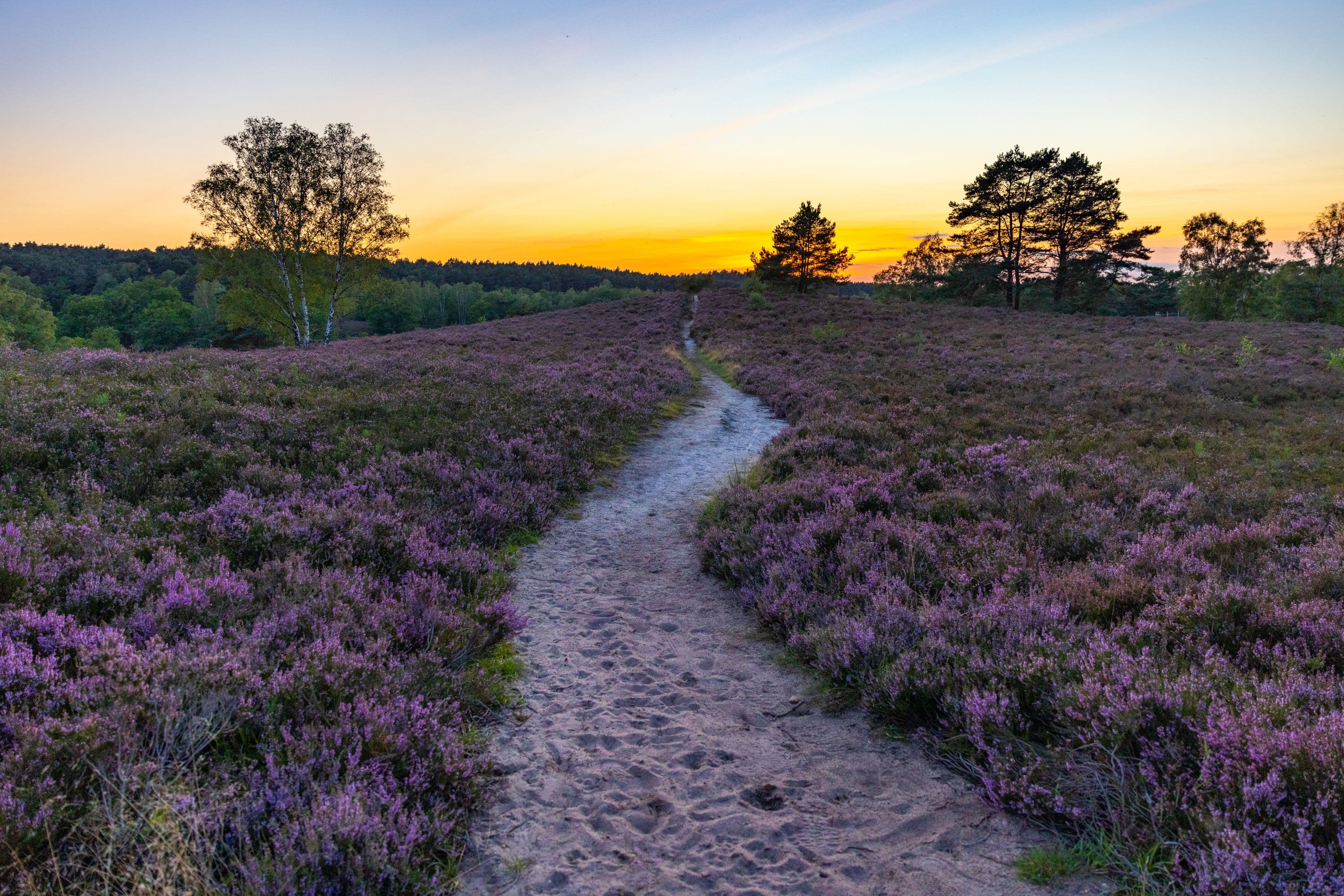 Fischbeker Heide Hamburg-Fischbek Heideblüte
