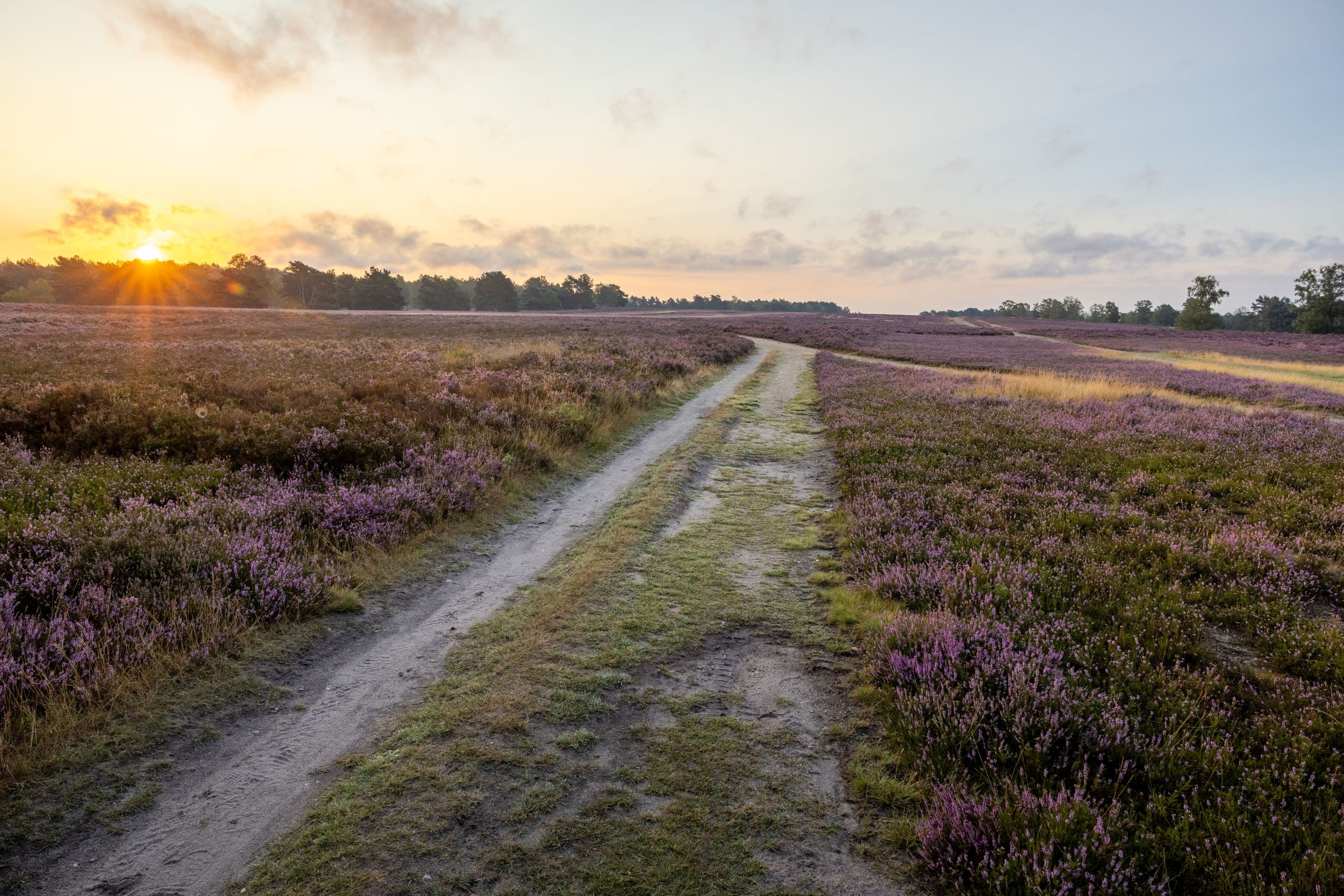Fischbeker Heide Hamburg-Fischbek Heideblüte