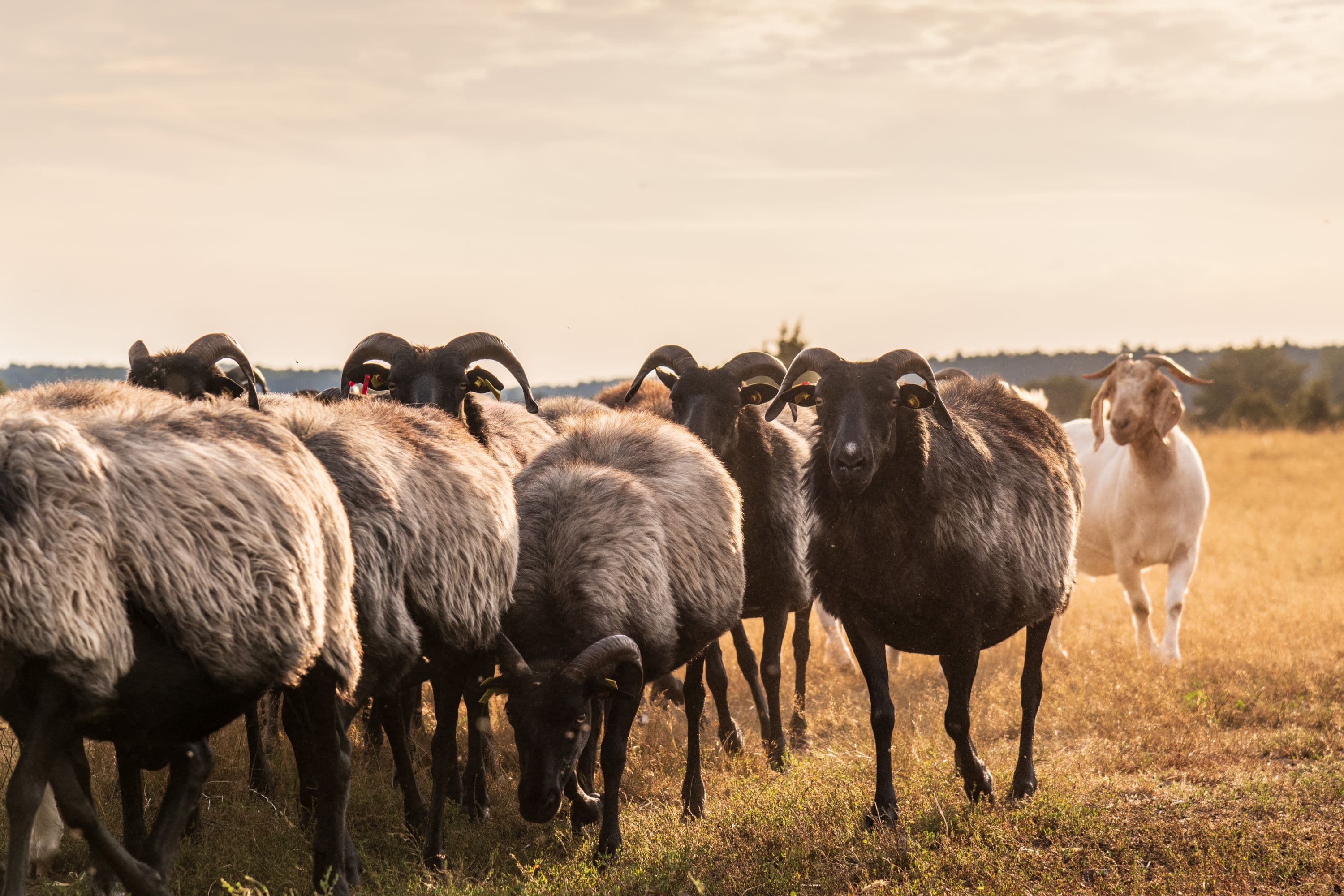 Undeloher Heide Heidschnucken