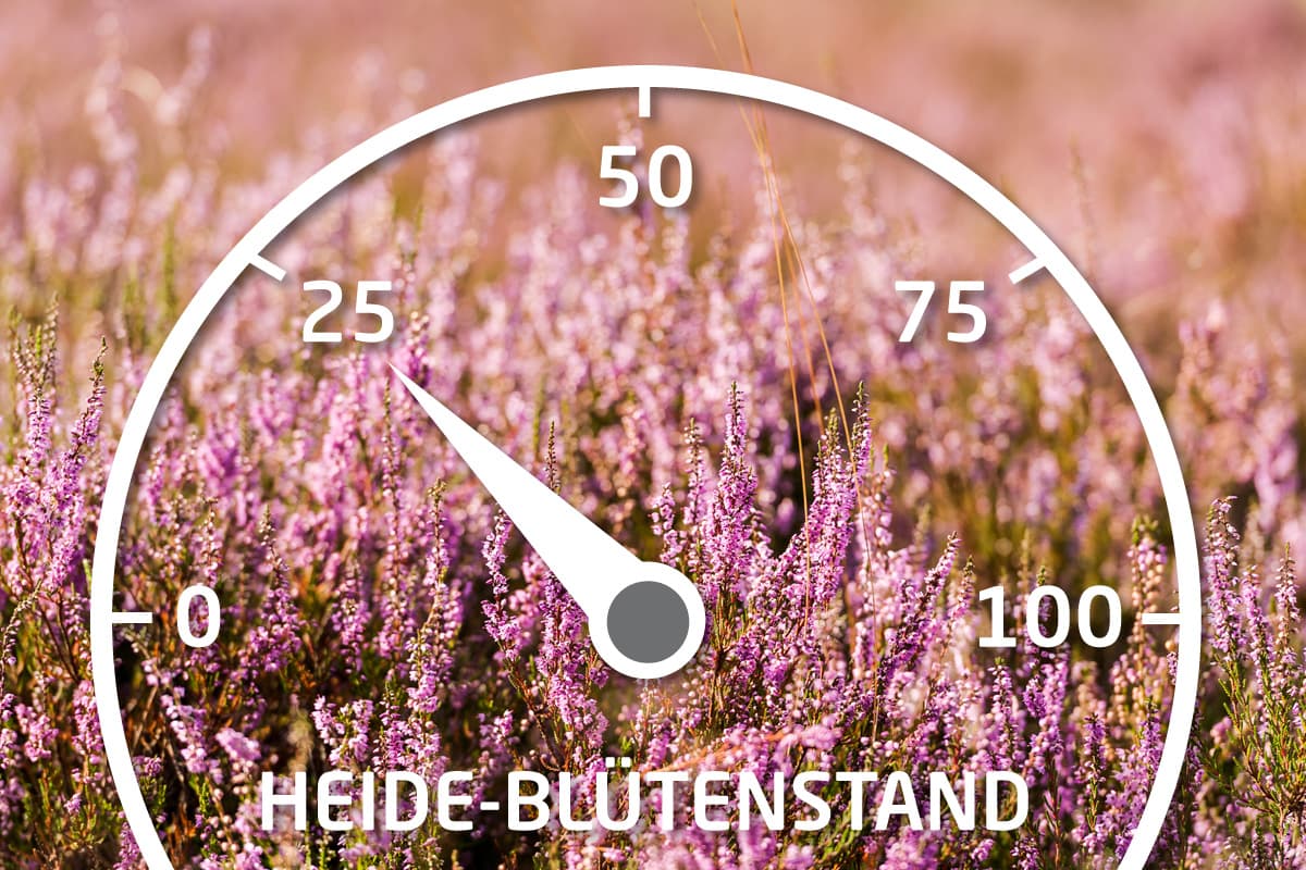 Aktueller Stand der Heideblüte