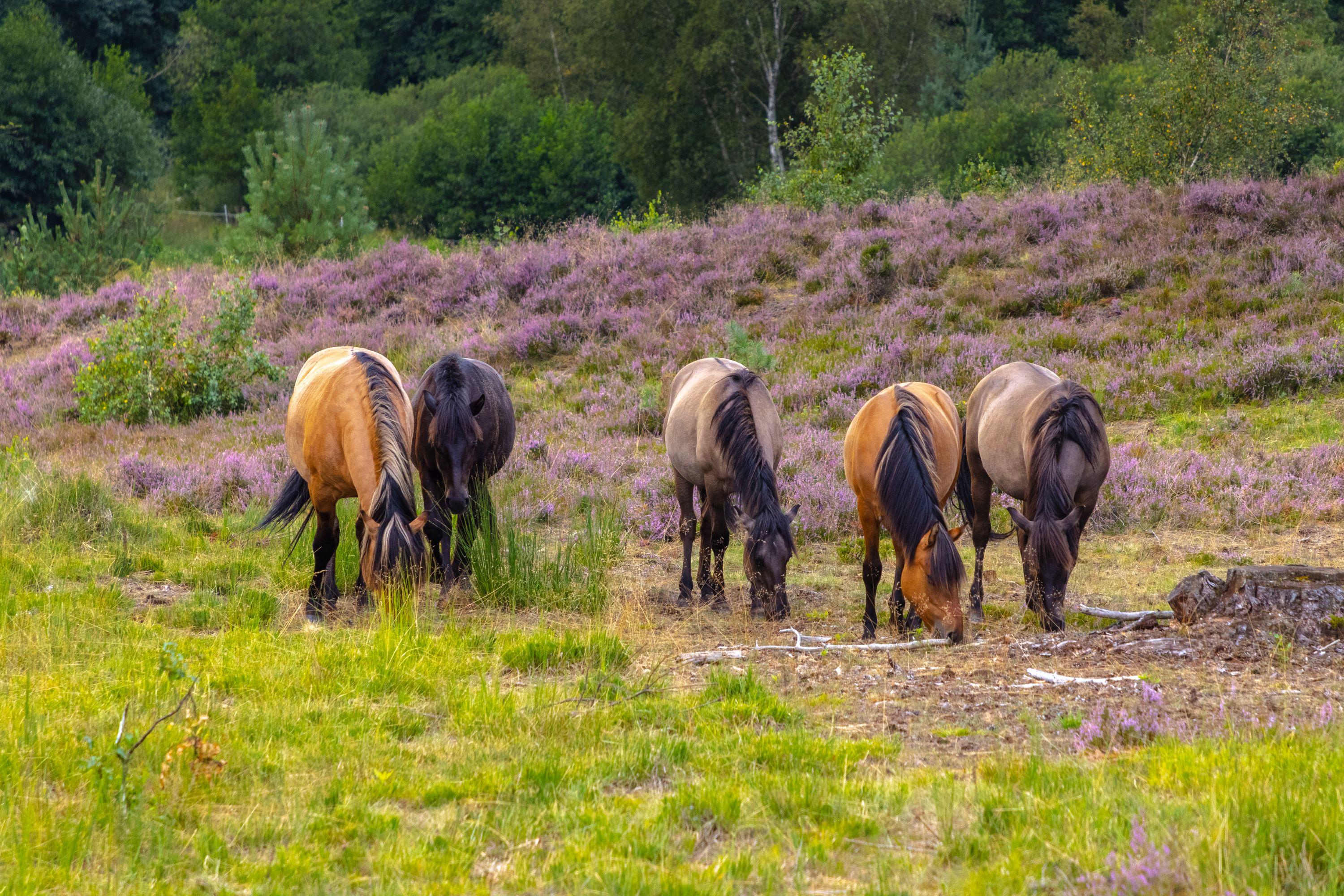 Dülmener Pferde im Radenbachtal bei Undeloh