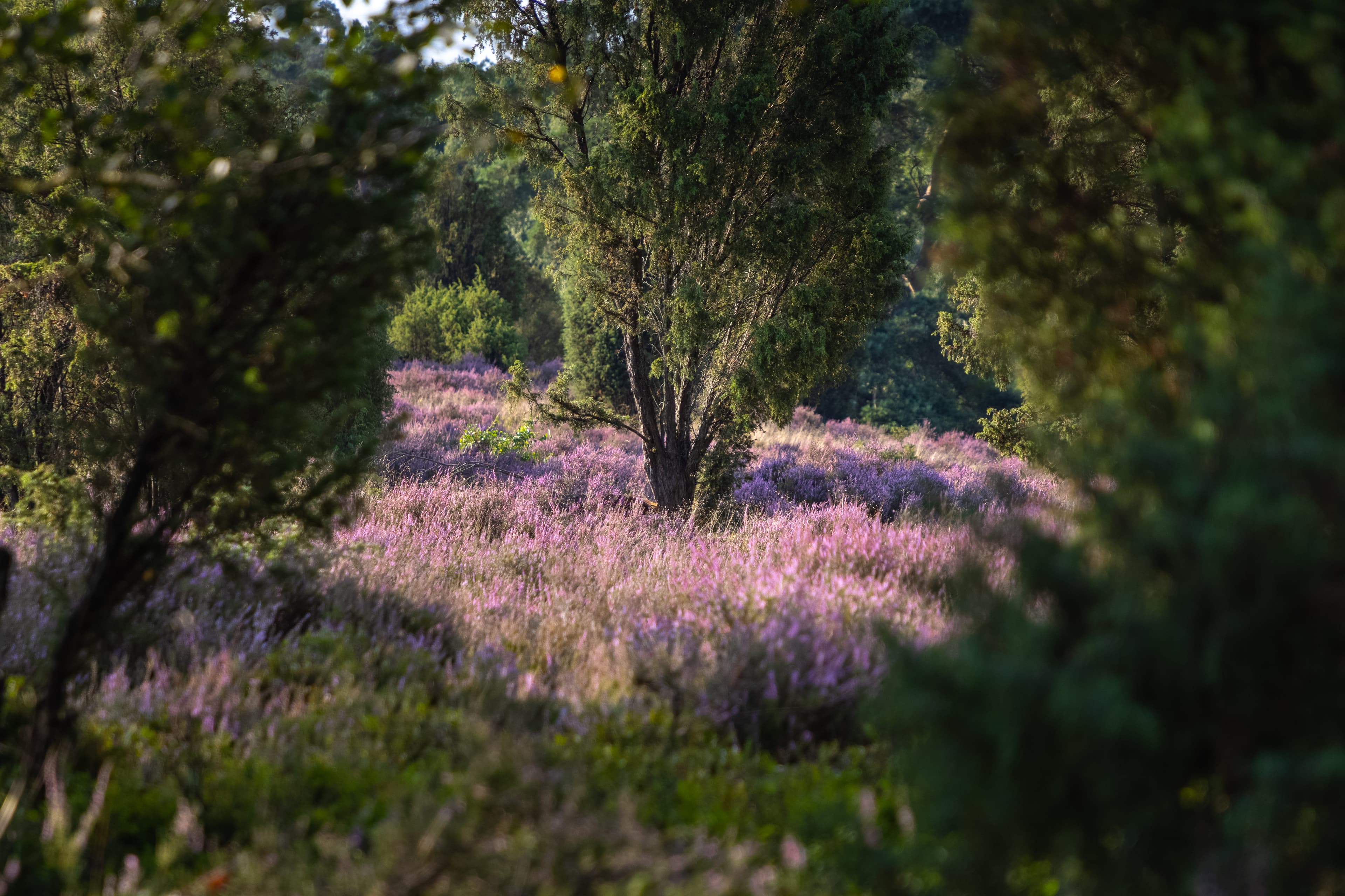 Der für die Lüneburger HEide typische Wacholder in der Döhler Heide