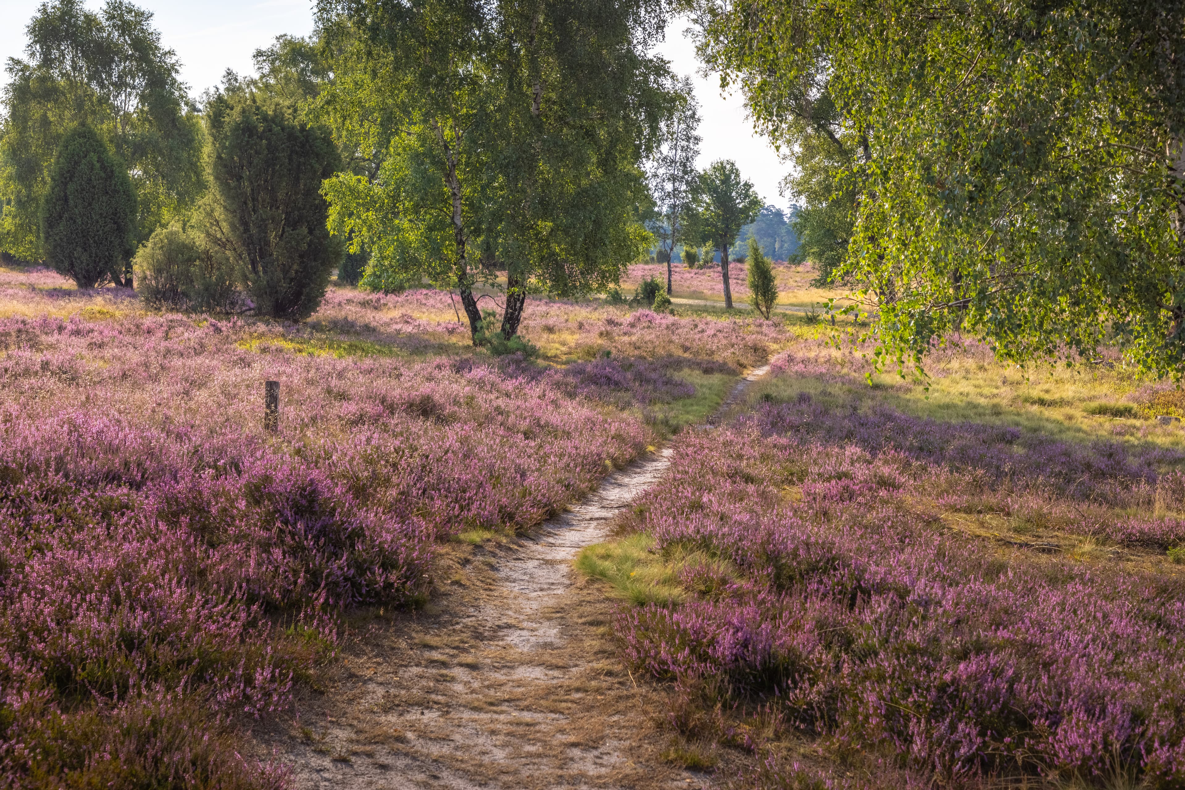 Wanderweg in der Döhler Heide