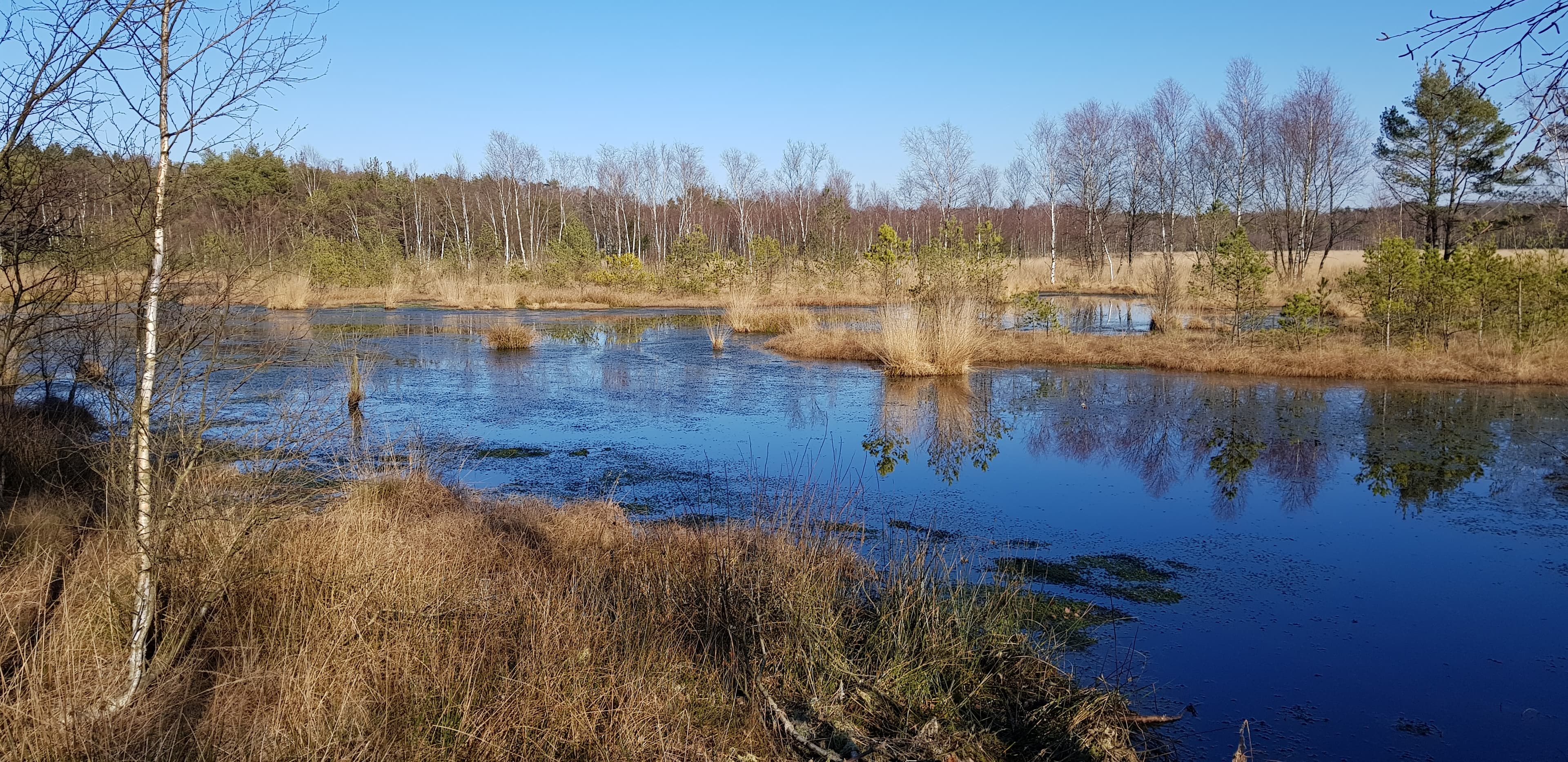 Abendwanderung durch das Pietzmoor