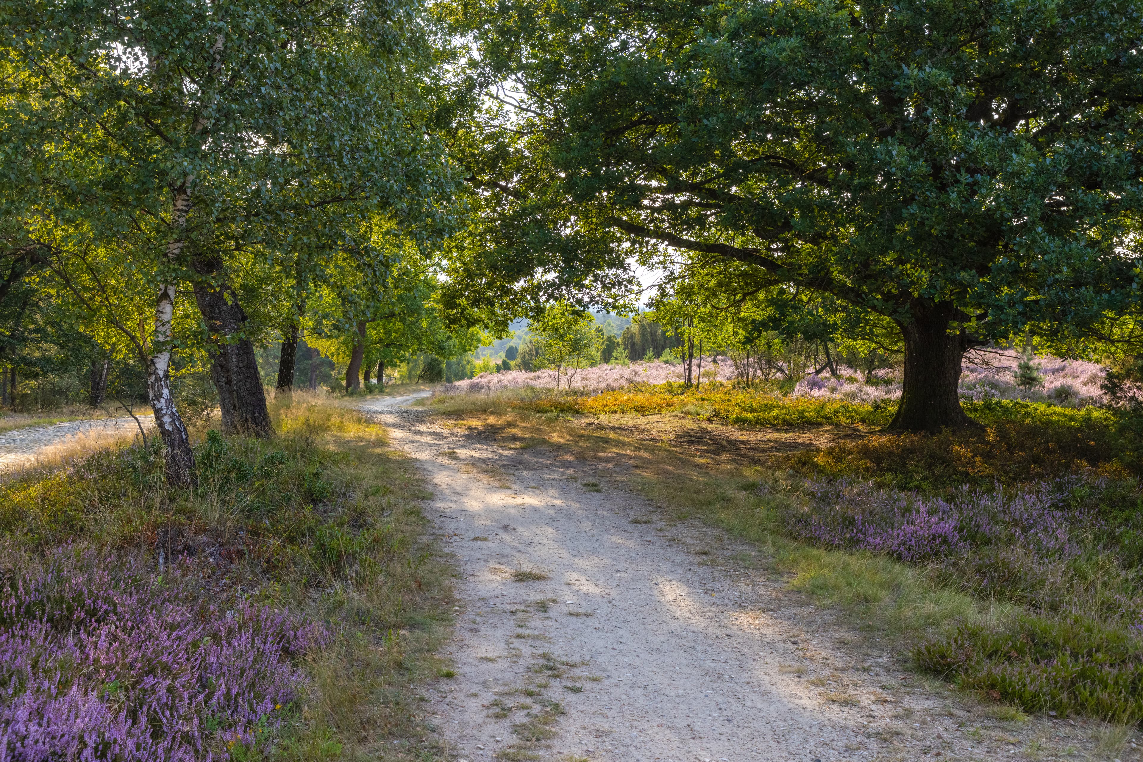 Wanderweg durch die Döhler Heide