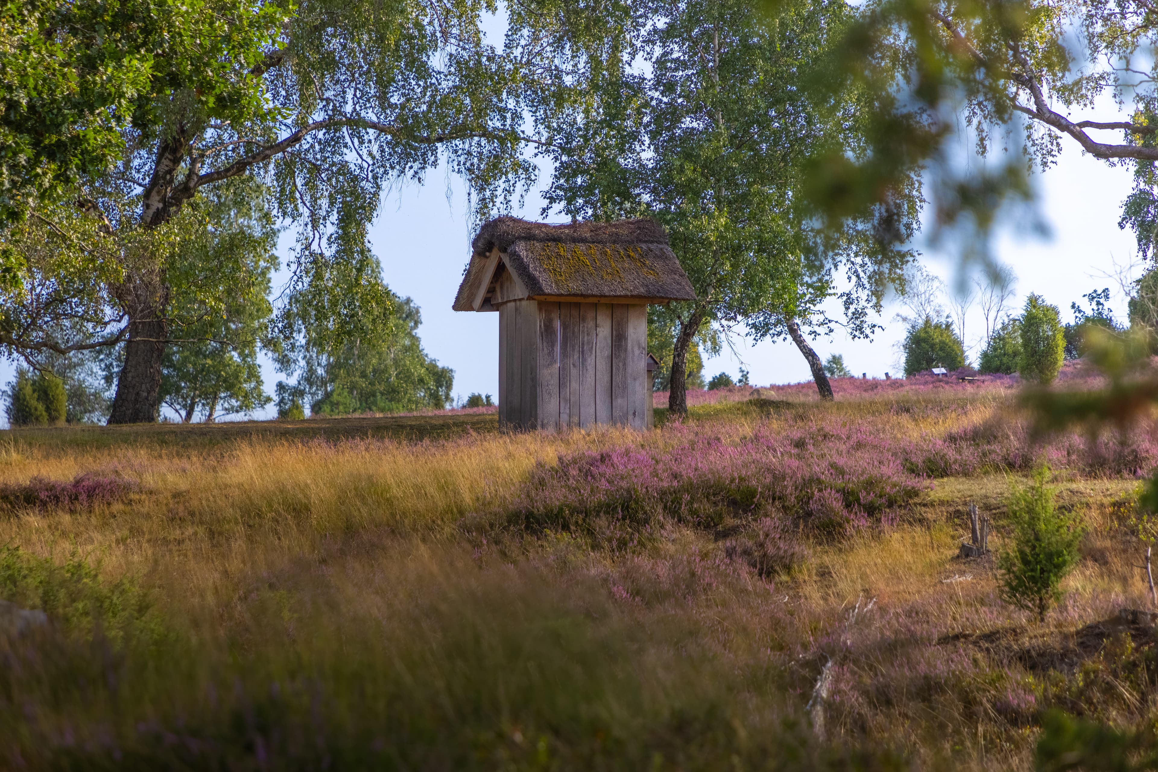 Die Döhler Heide ist eine ruhige Heidefläche abseits des Trubels
