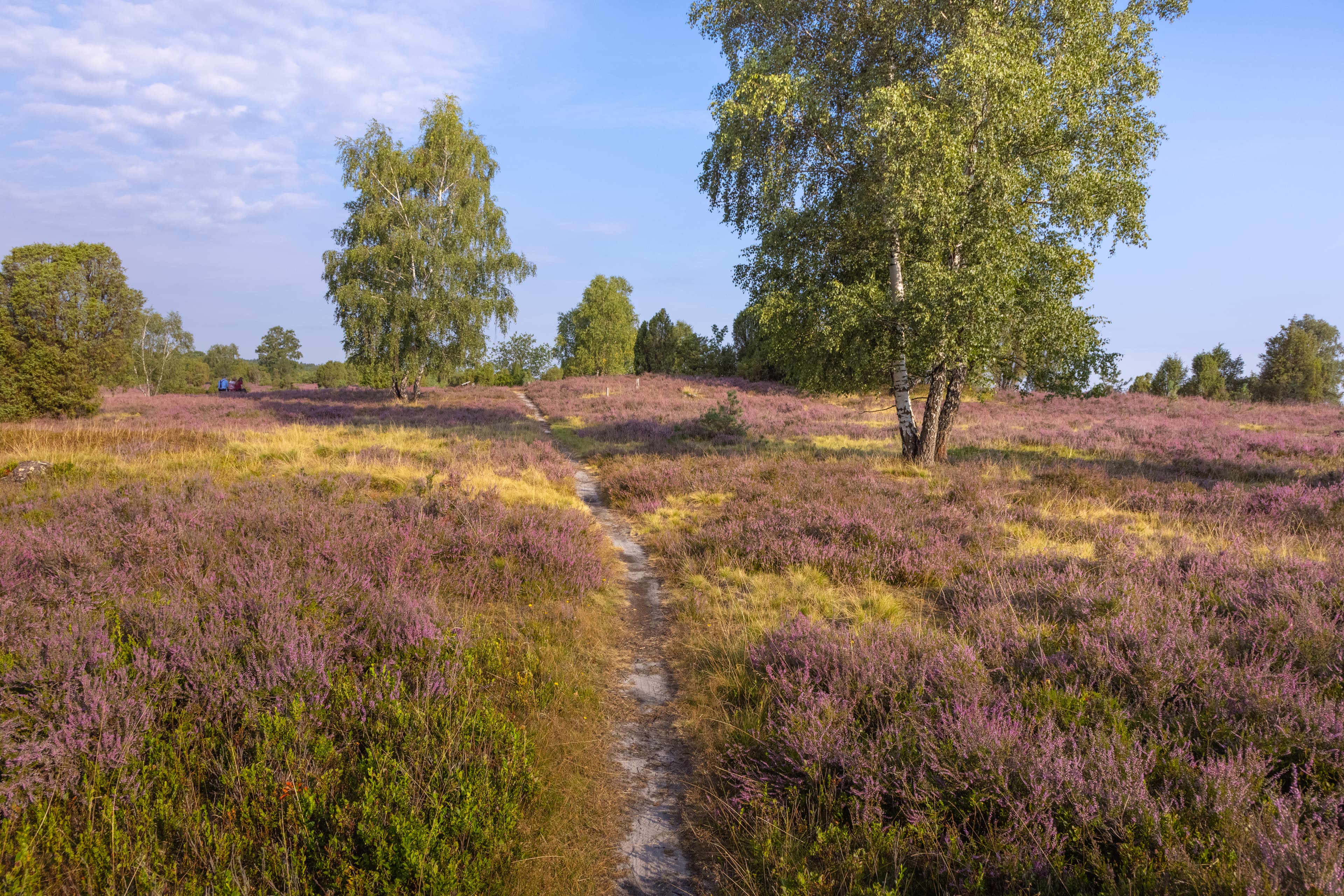 Doehler Heide in der Nähe von Egestorf