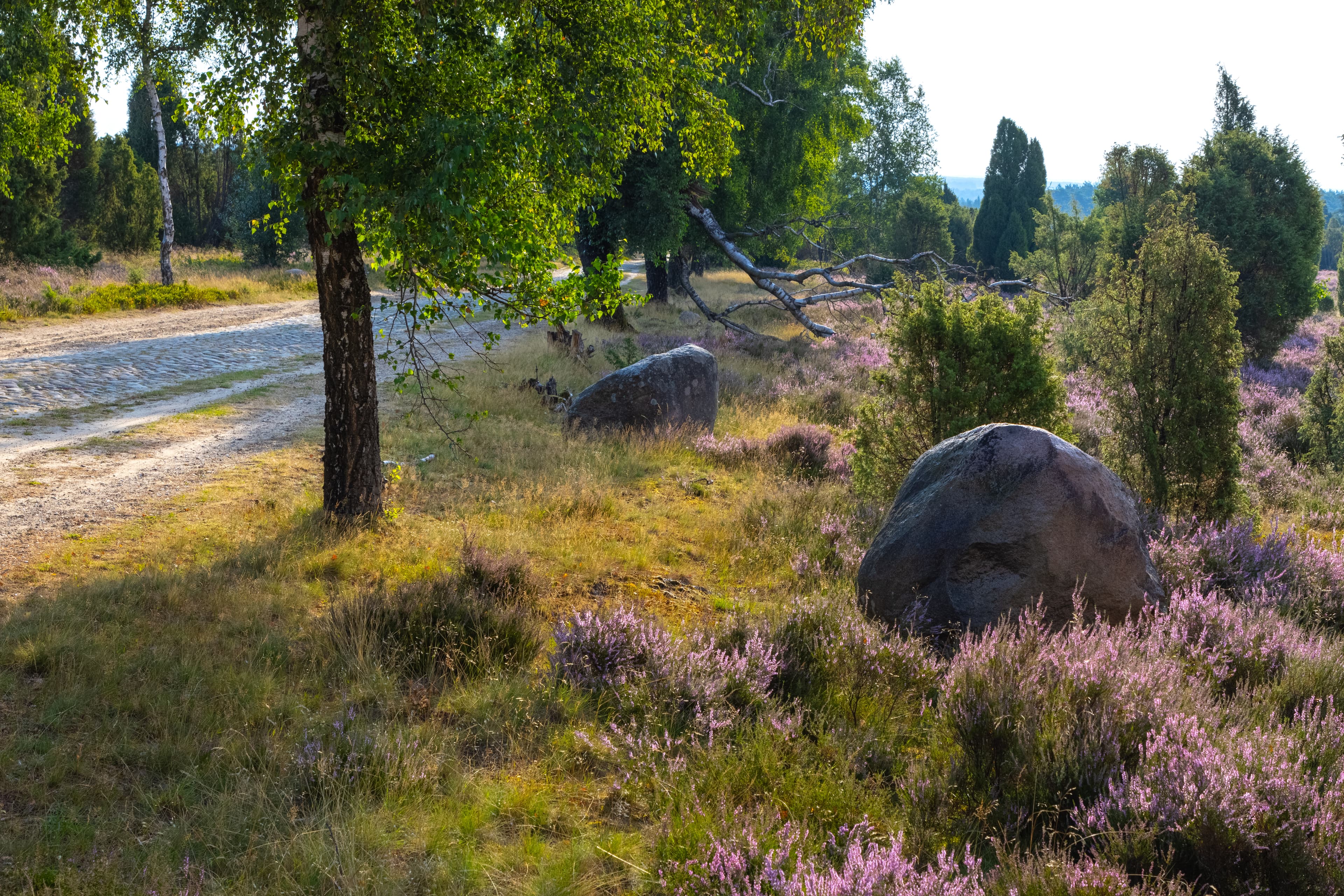 Döhler Heide