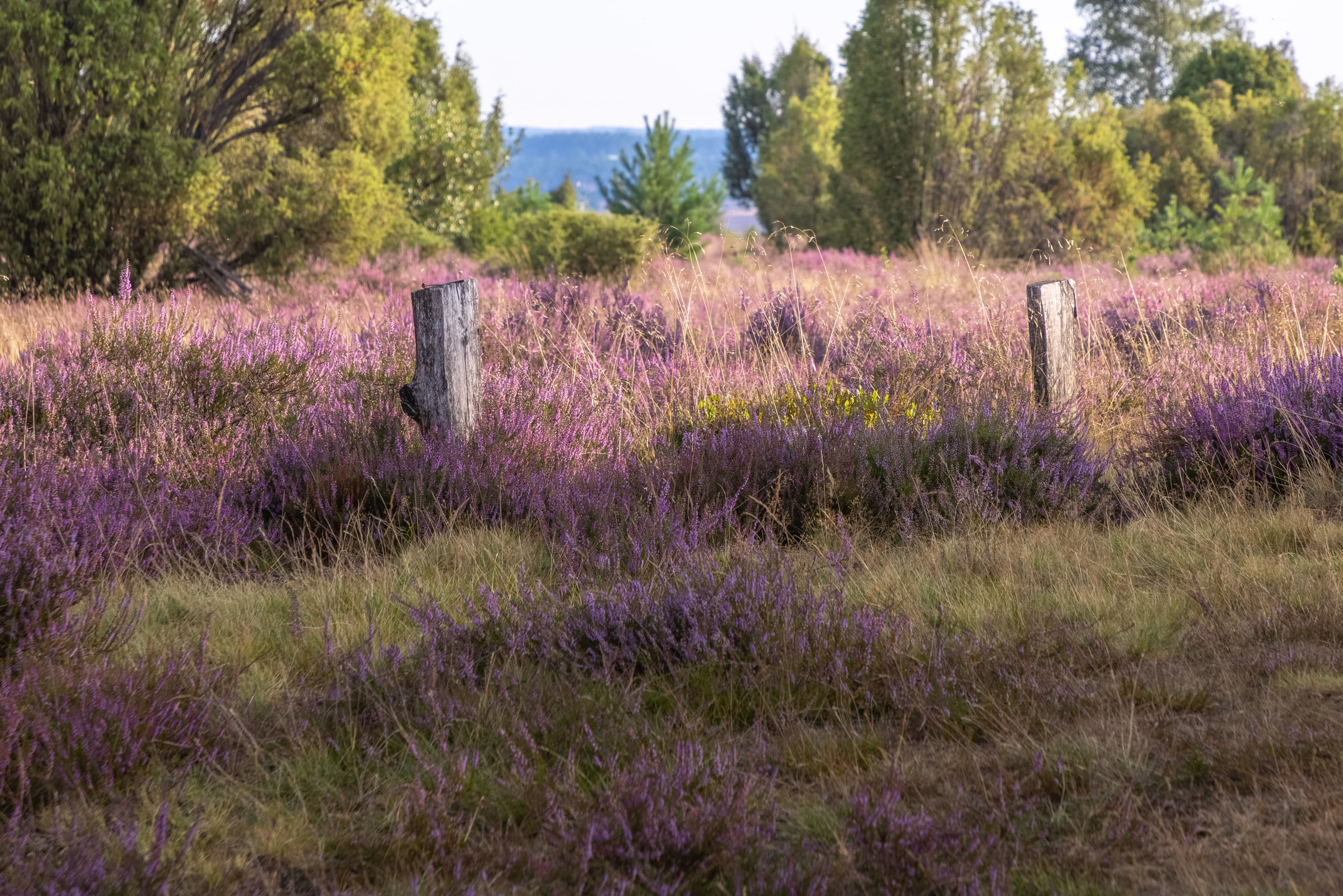 Die Döhler Heide ist eine Heidefläche bei Egestorf