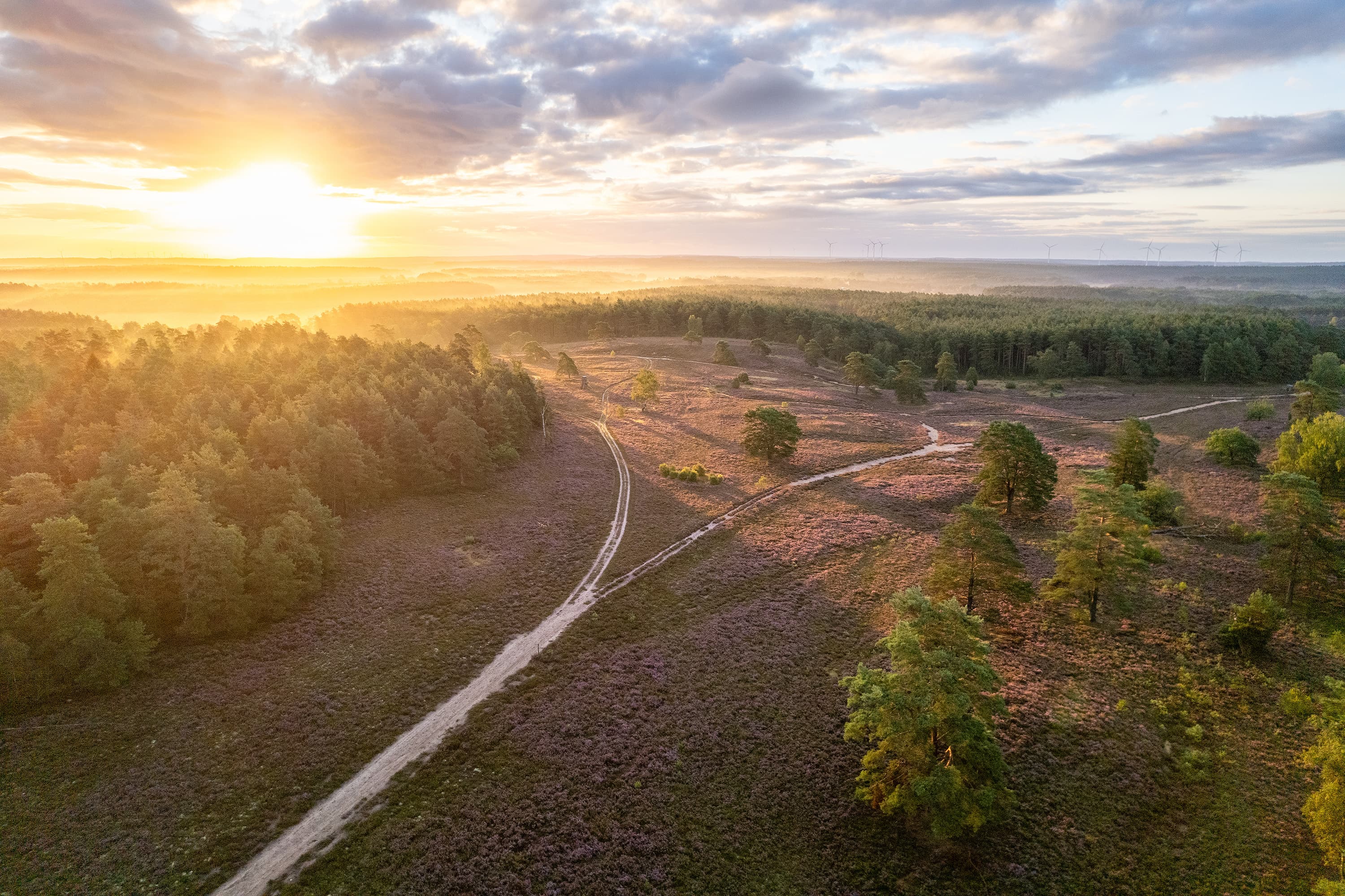 Die Schwindebecker Heide im Sonnenaufgang