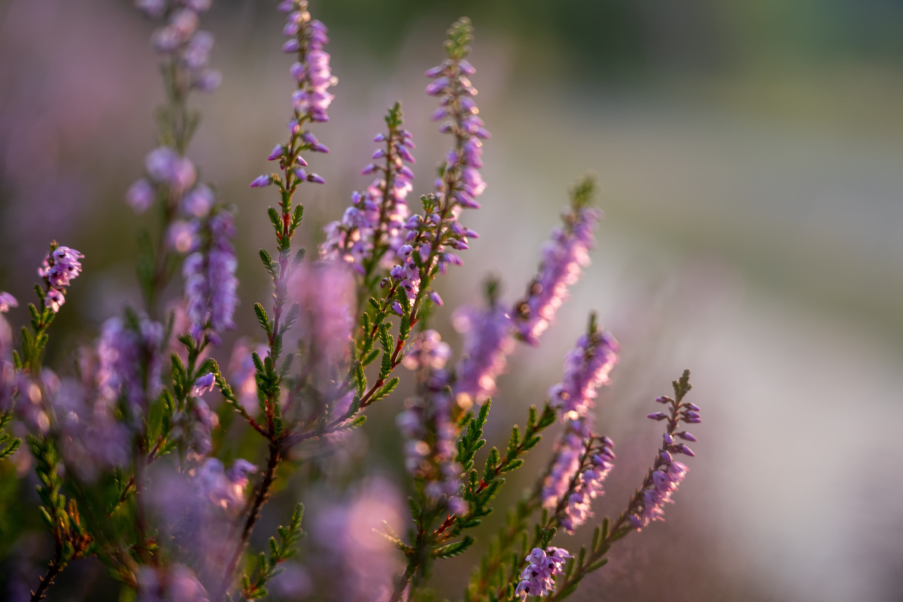 Heidepflanze (Calluna Vulgaris)