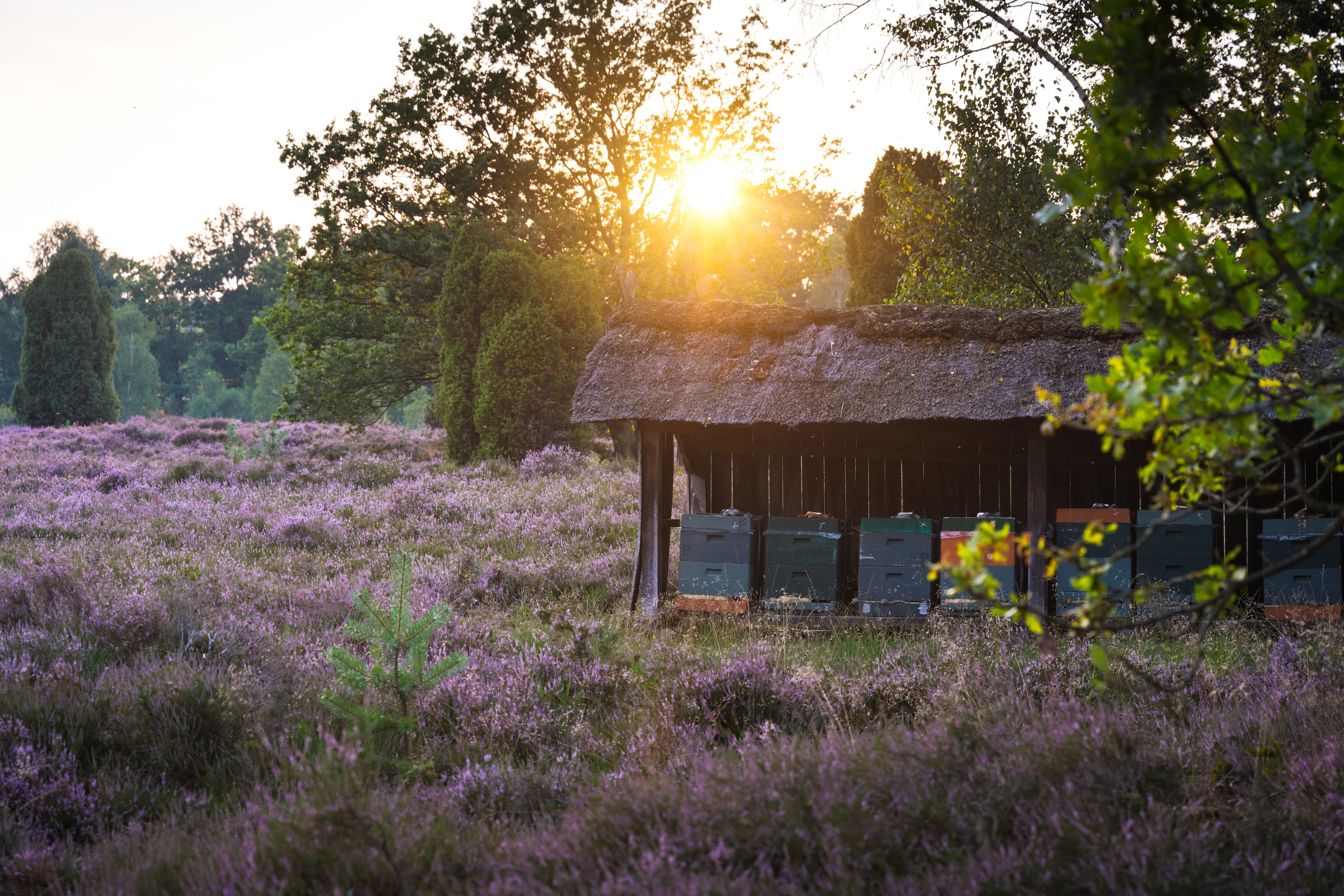 Die Sudermühler Heide bei Egestorf