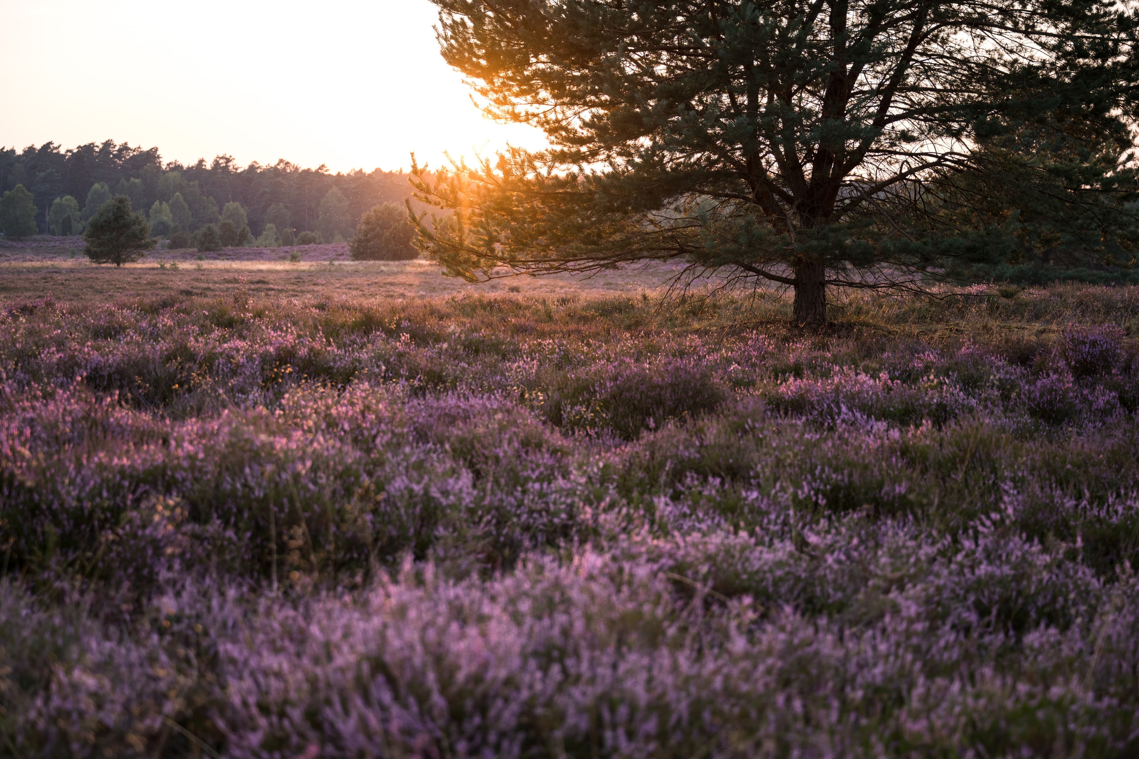 Heideblüte in der Sudermühler Heide