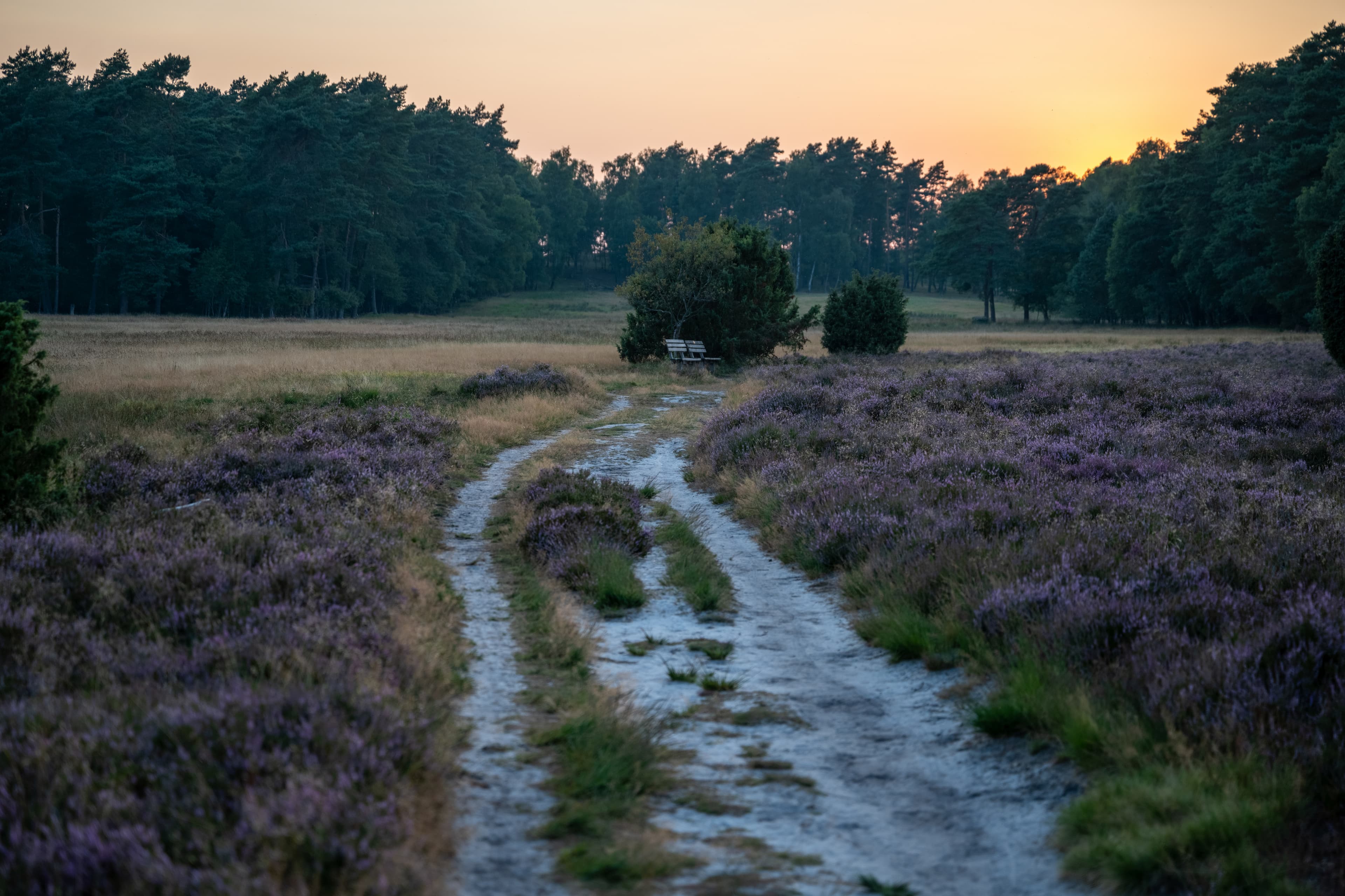 Sandiger Wanderweg in der Sudermühler Heide