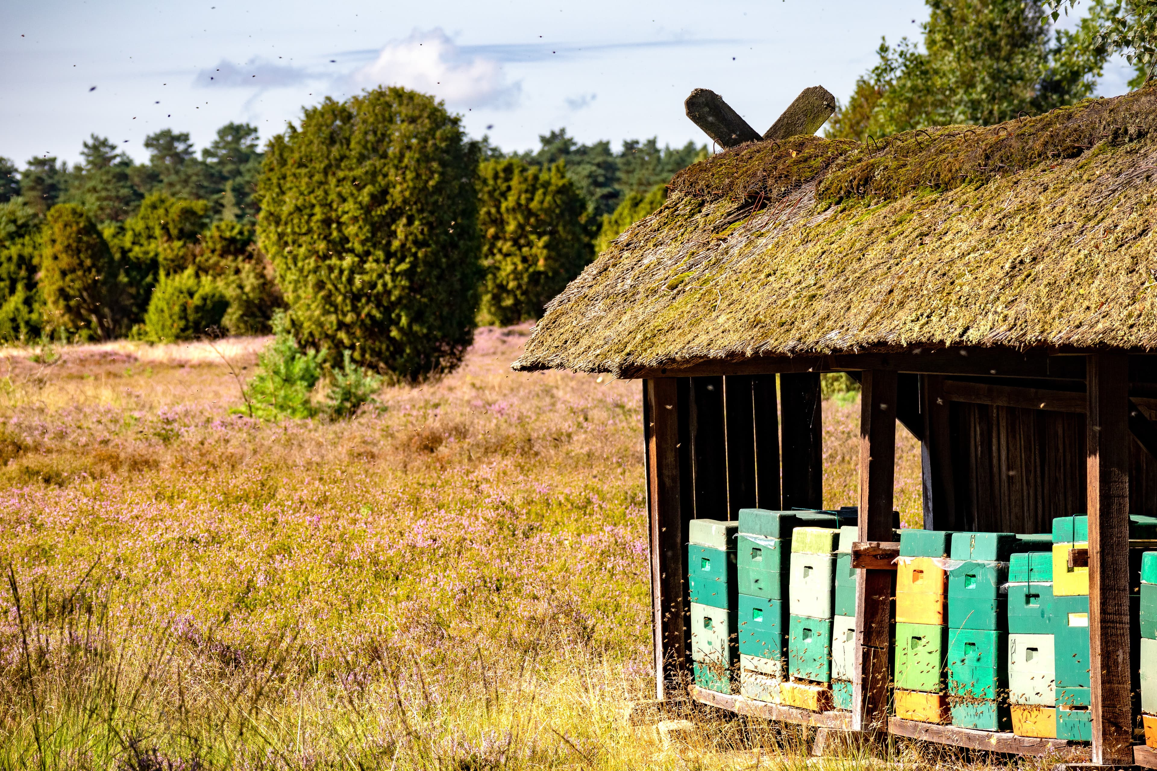 Bienenzaun in der Sudermühler Heide