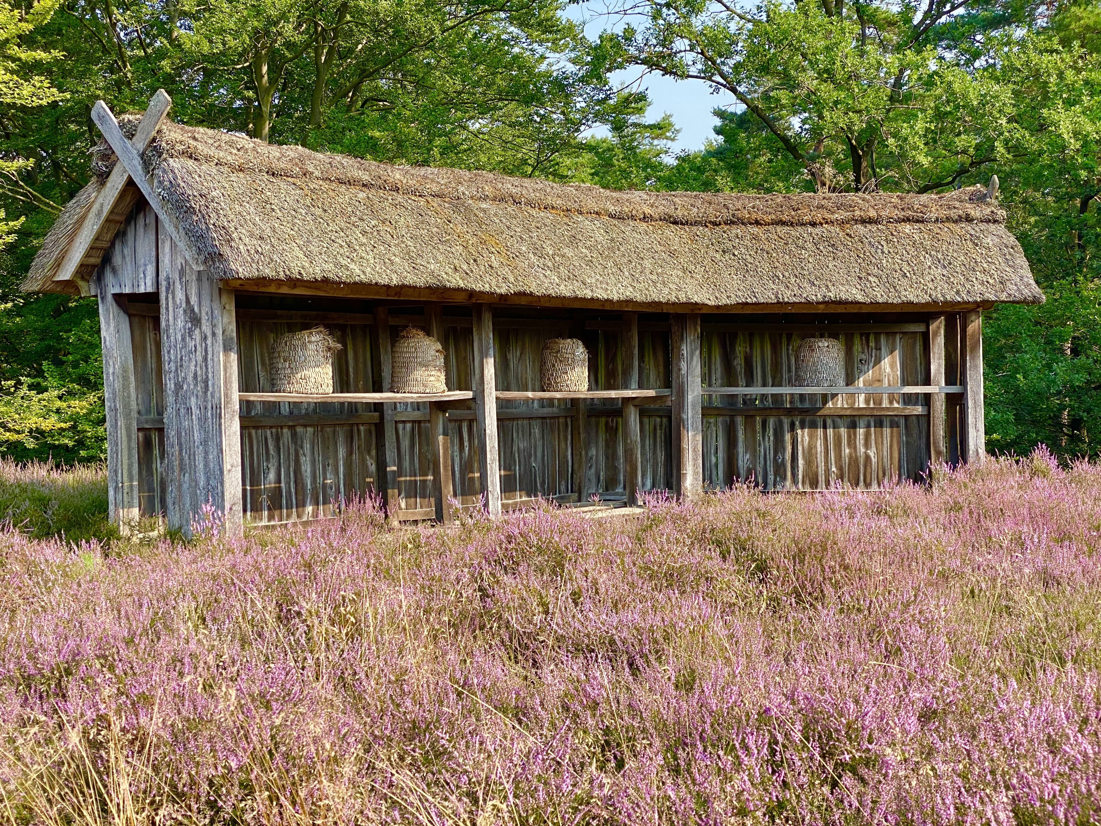 Bienen in der Egestorfer Heide