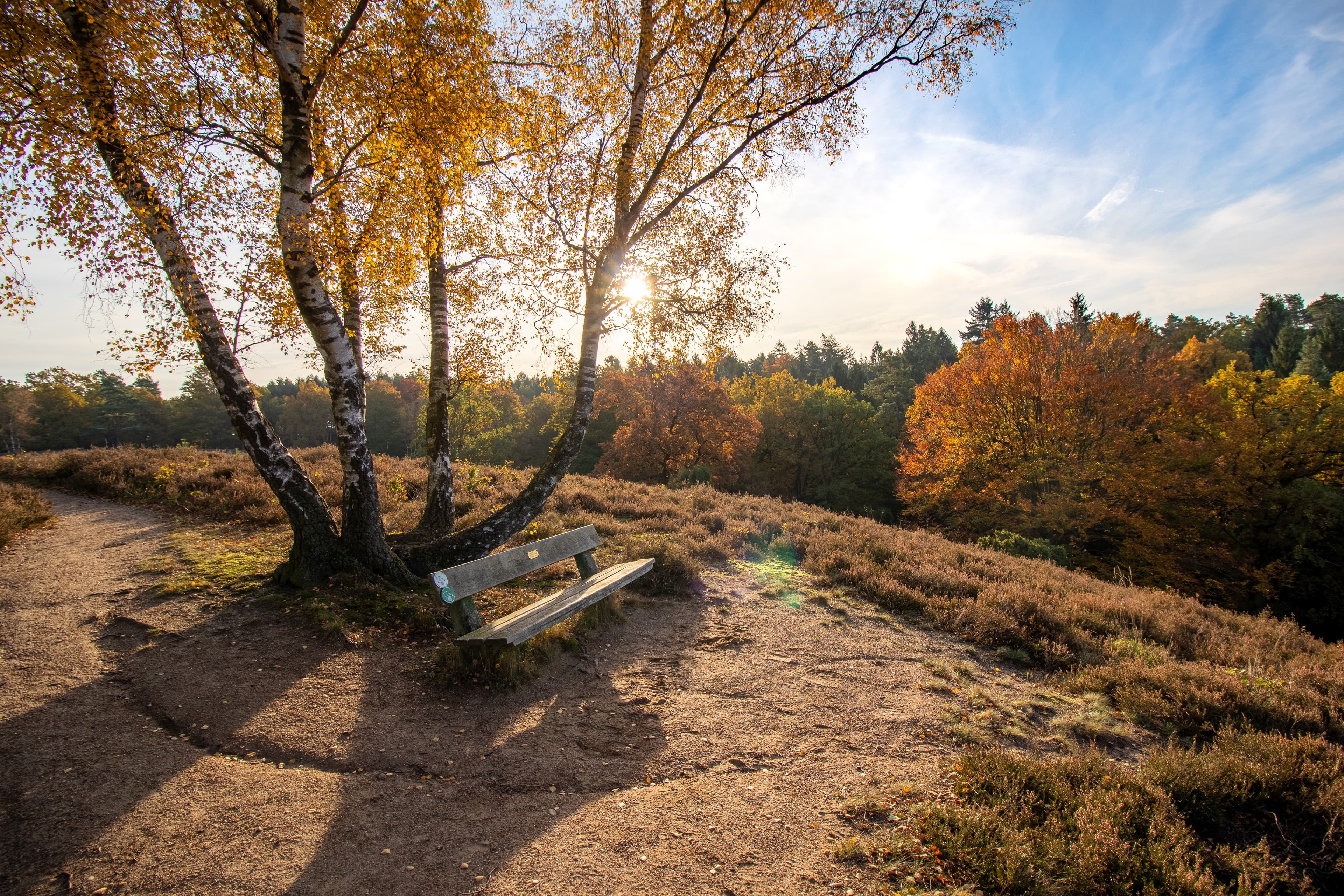 Die Birkenbank mit buntem Laub, ein wunderbarer Anblick