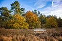 Die Heidefläche Birkenbank ist von Wald umrahmt (Herbst)