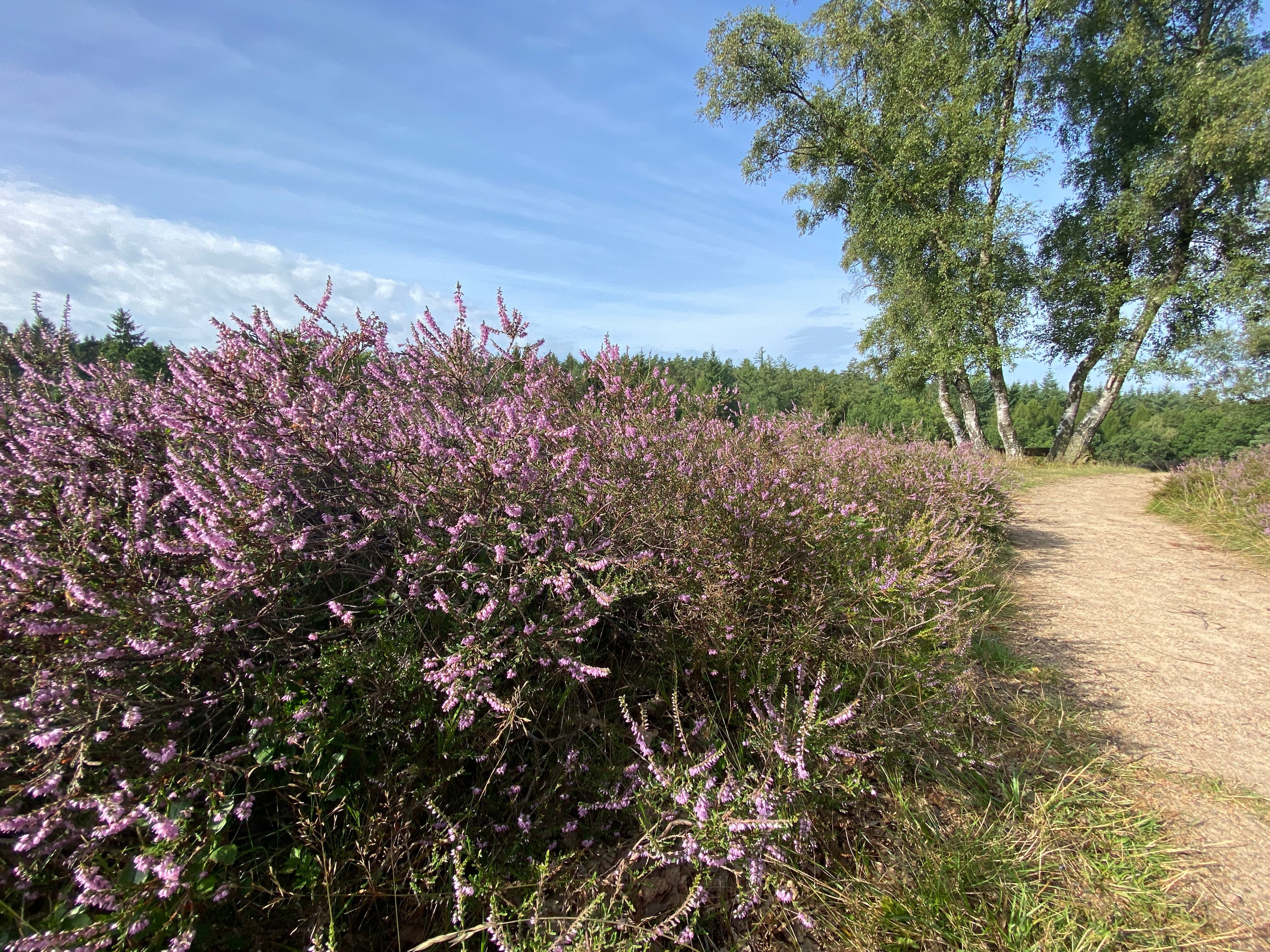 eine bluehende heidepflanze in nahaufnahme neben einem wanderweg