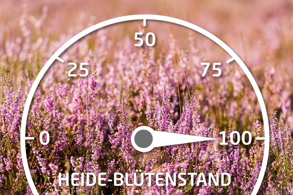 Aktueller Stand der Heideblüte bei einhundert Prozent