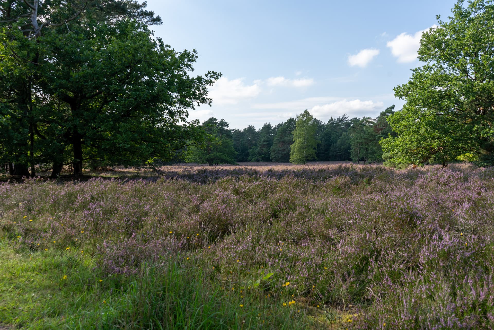 Die Heide zeigt eine malerische Heidefläche mit blühendem lila Heidekraut, umgeben von grünem Wald im Hintergrund unter blauem Himmel.